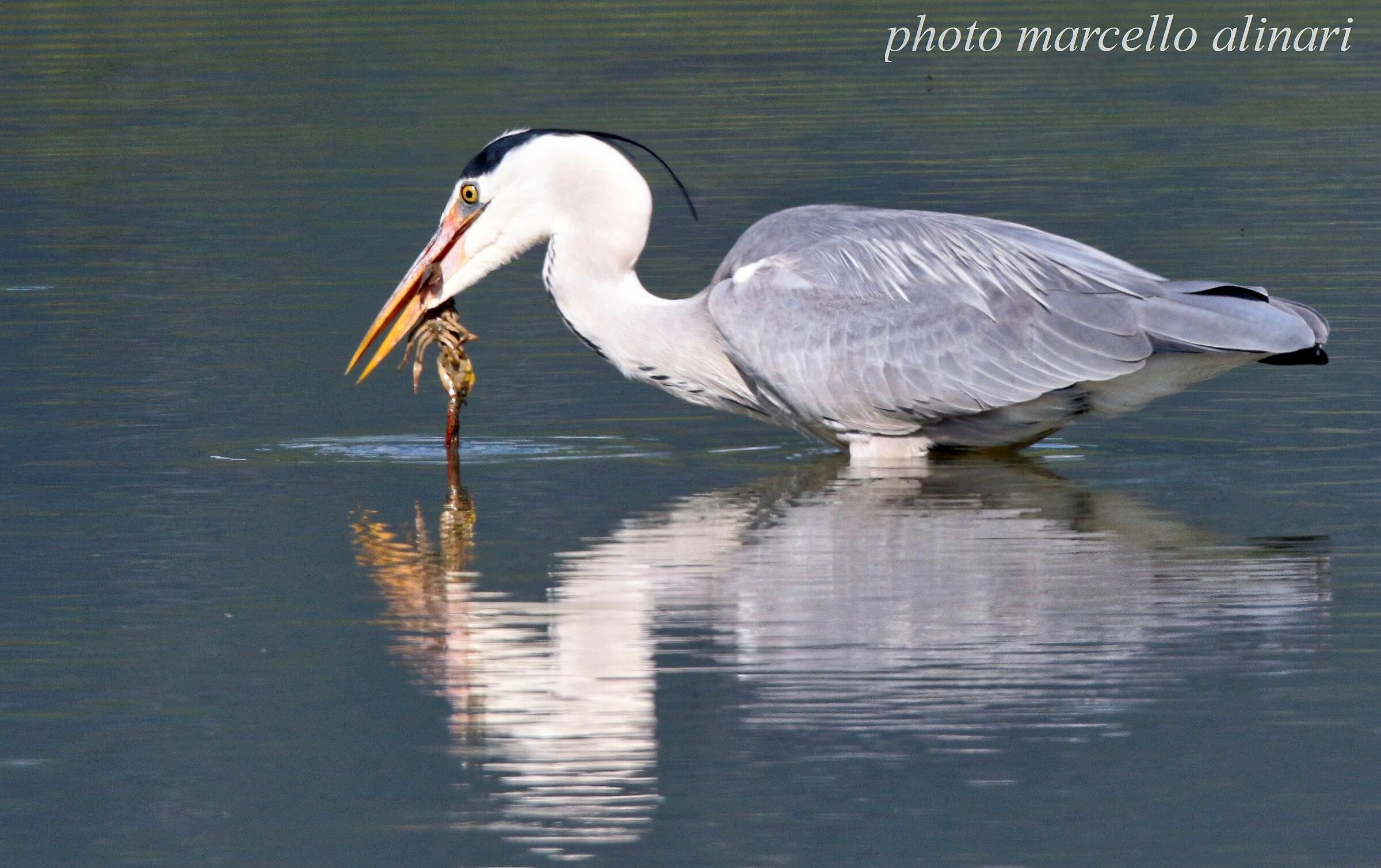 airone cenerino in pausa pranzo