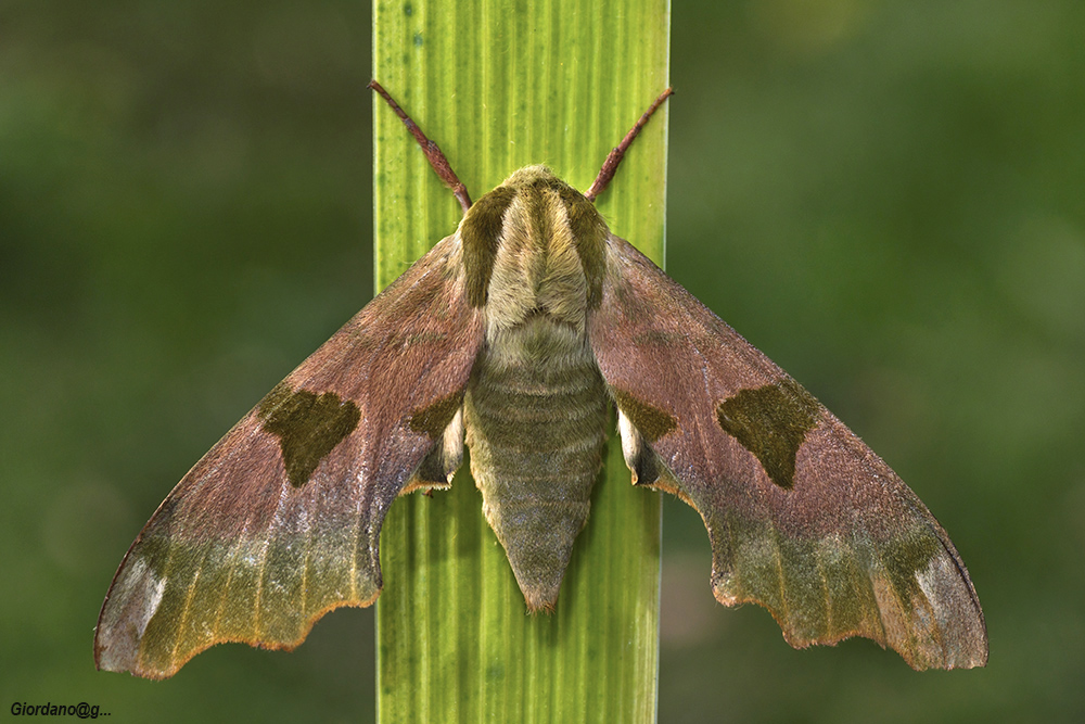 Sfinge del Tiglio (Mimas Tiliae)