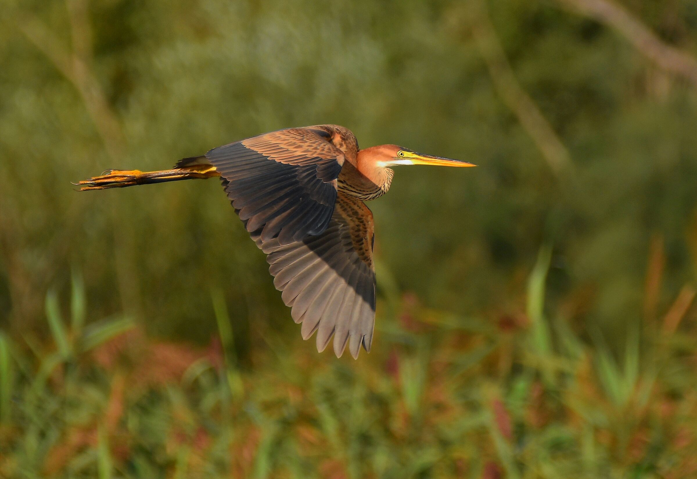 Red Heron