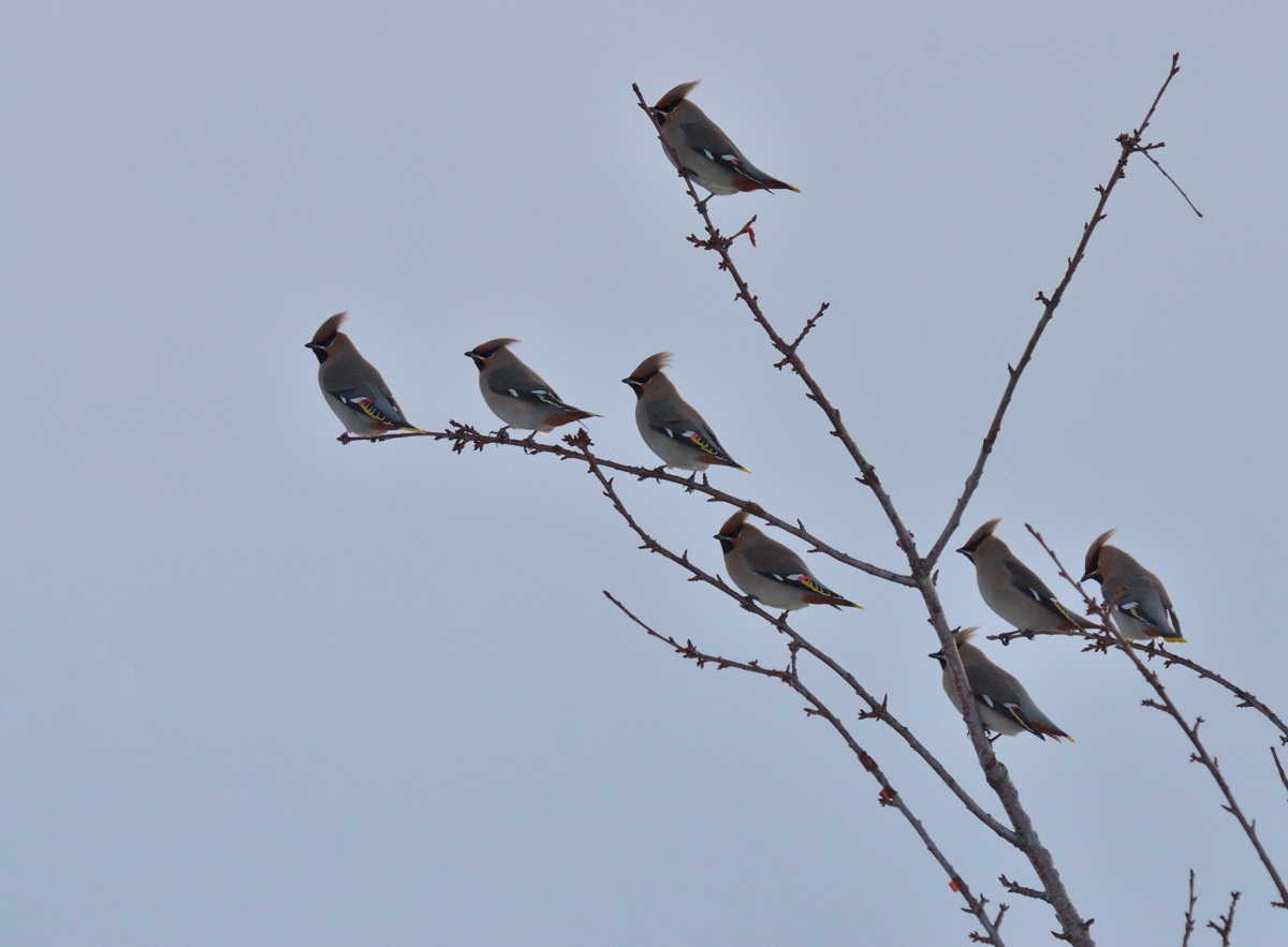 Waxwings