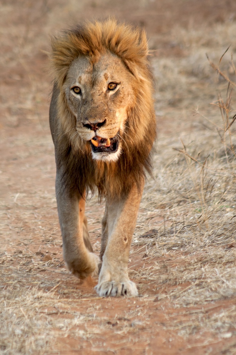 incontri nella savana