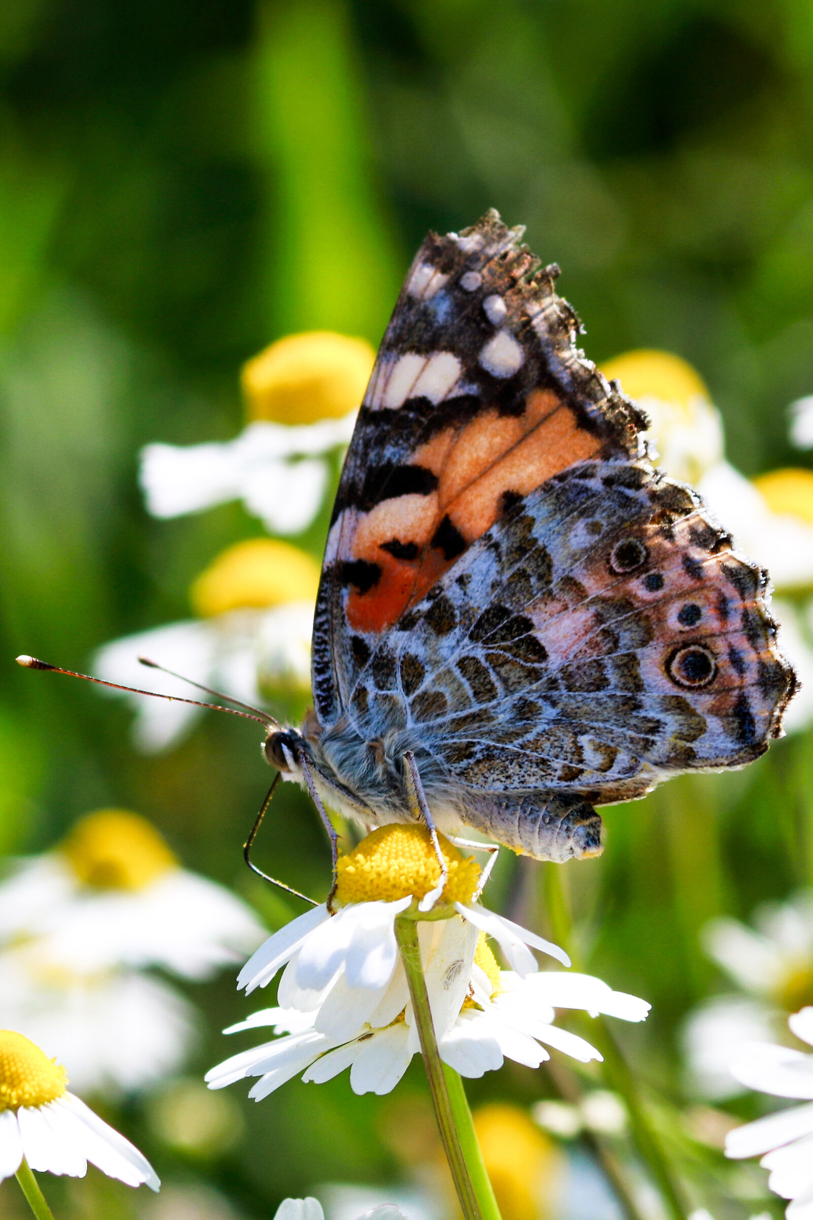Miss Butterfly 2019..."latoB"