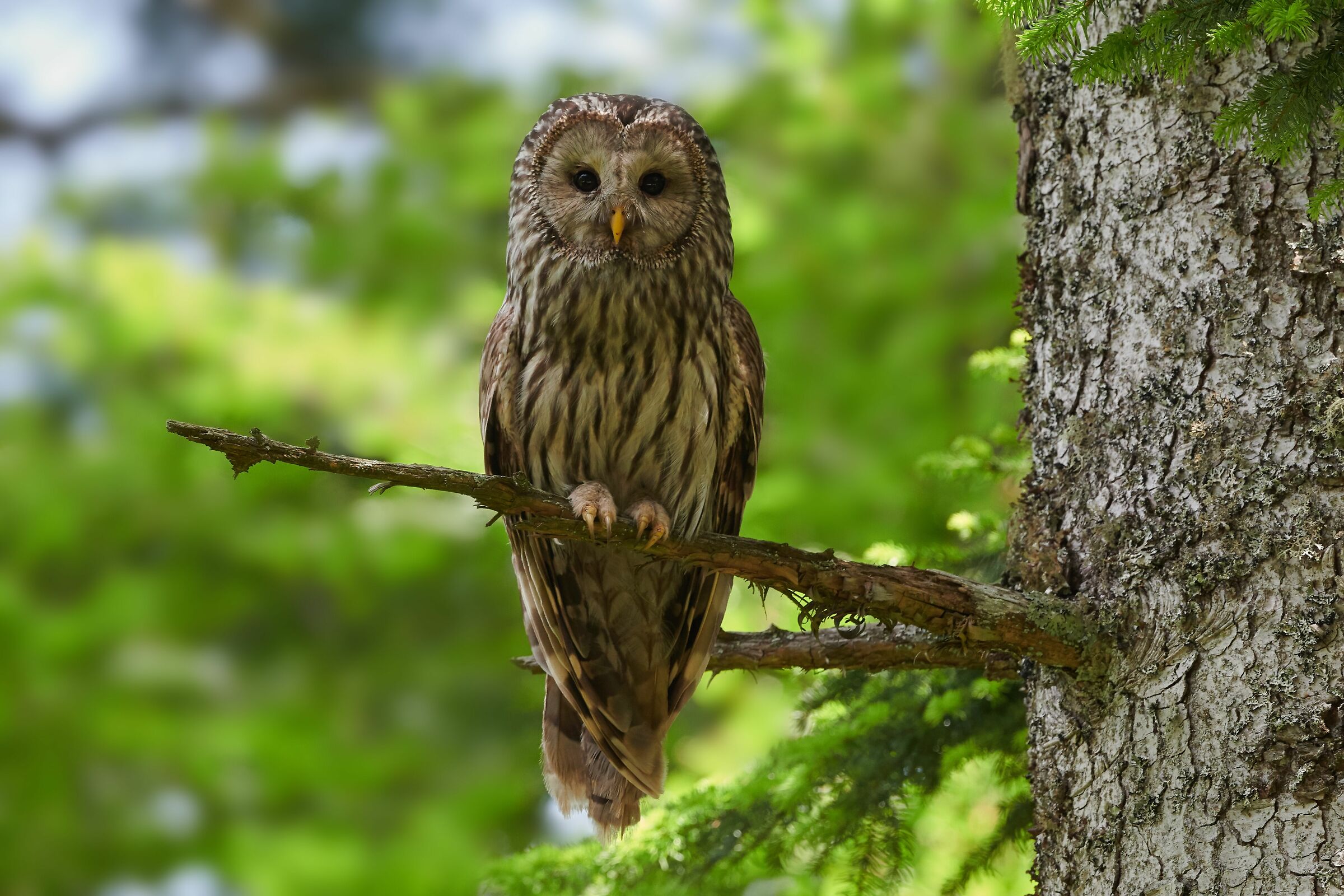 Ural Owl-Slovenia