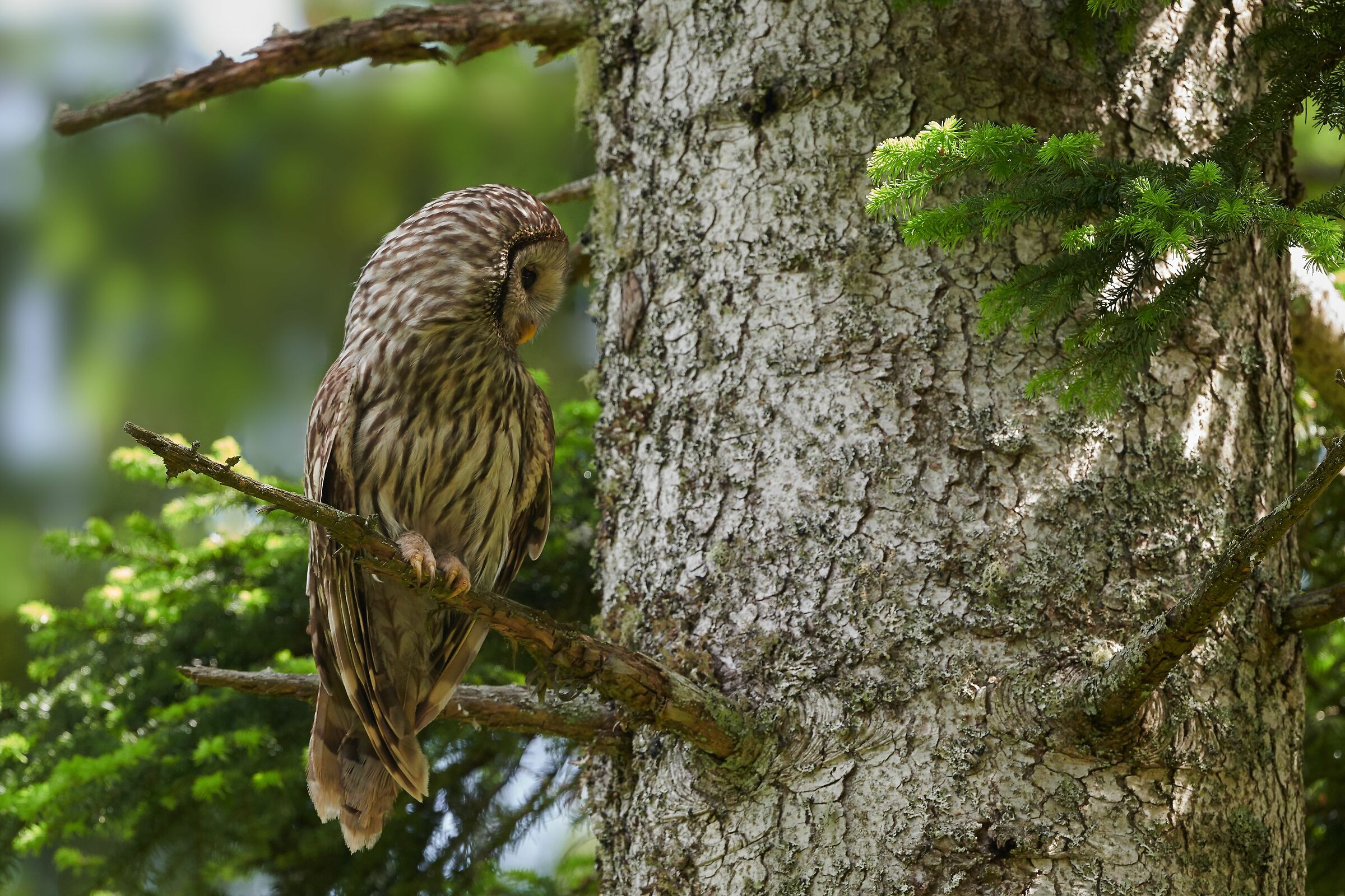 Allocco degli Urali - Slovenia