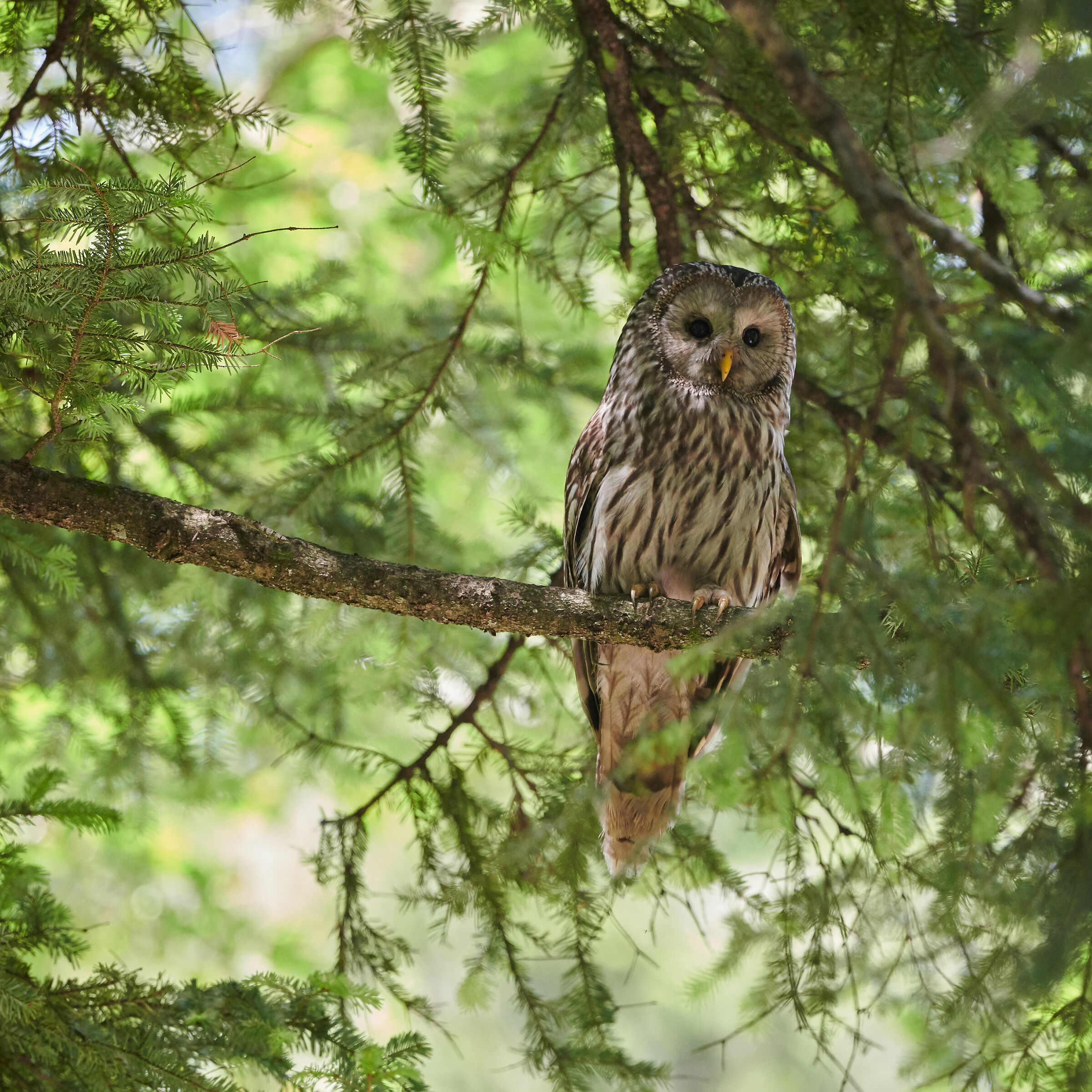 Allocco degli Urali - Slovenia