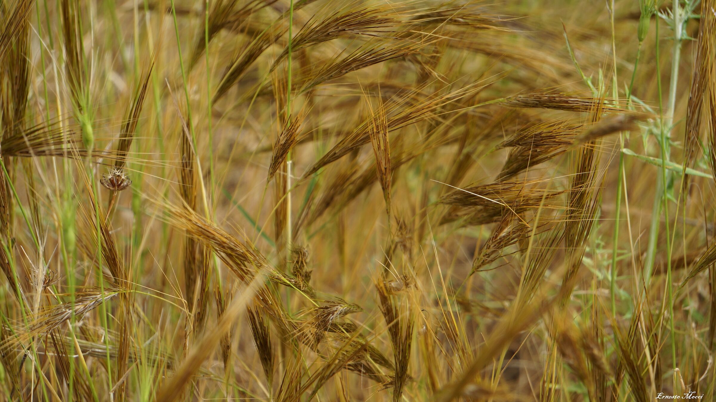 Oltre, Vento Forte Moderato