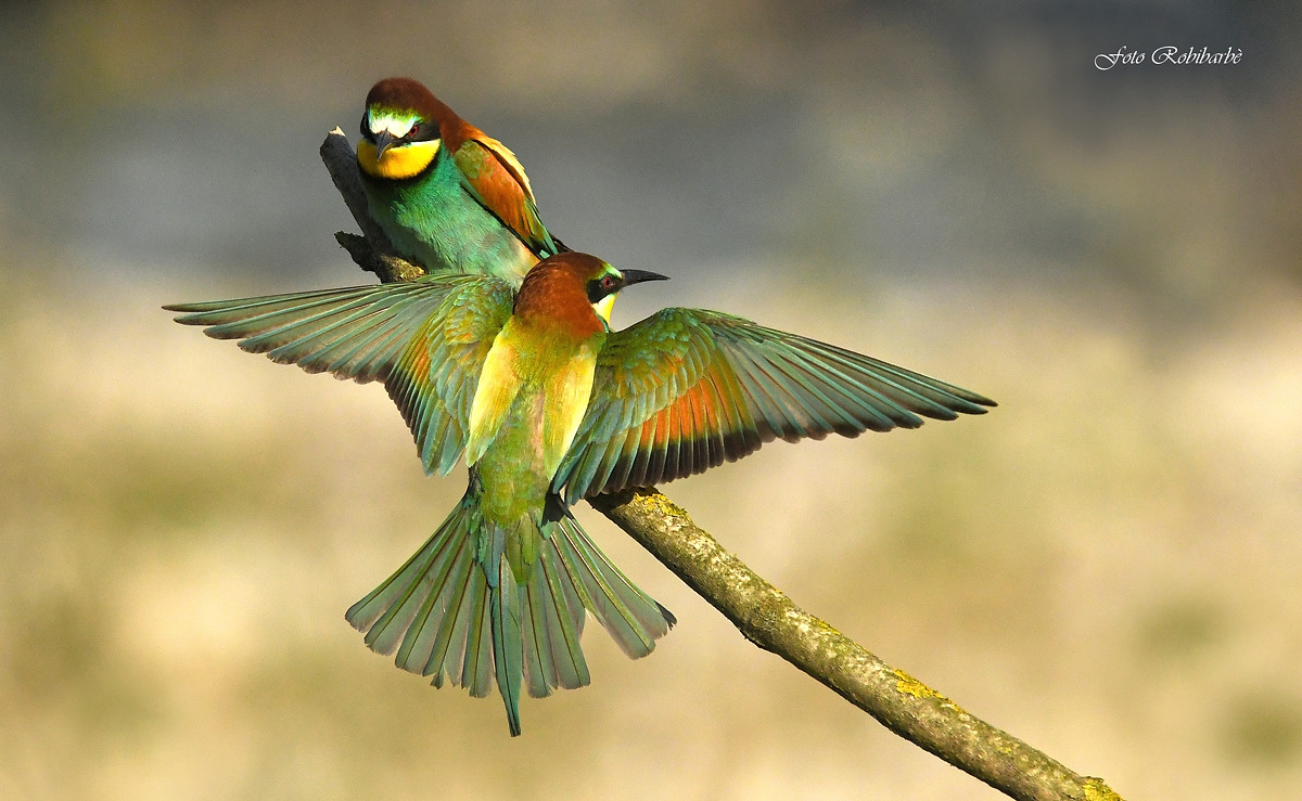 Bee-eaters...