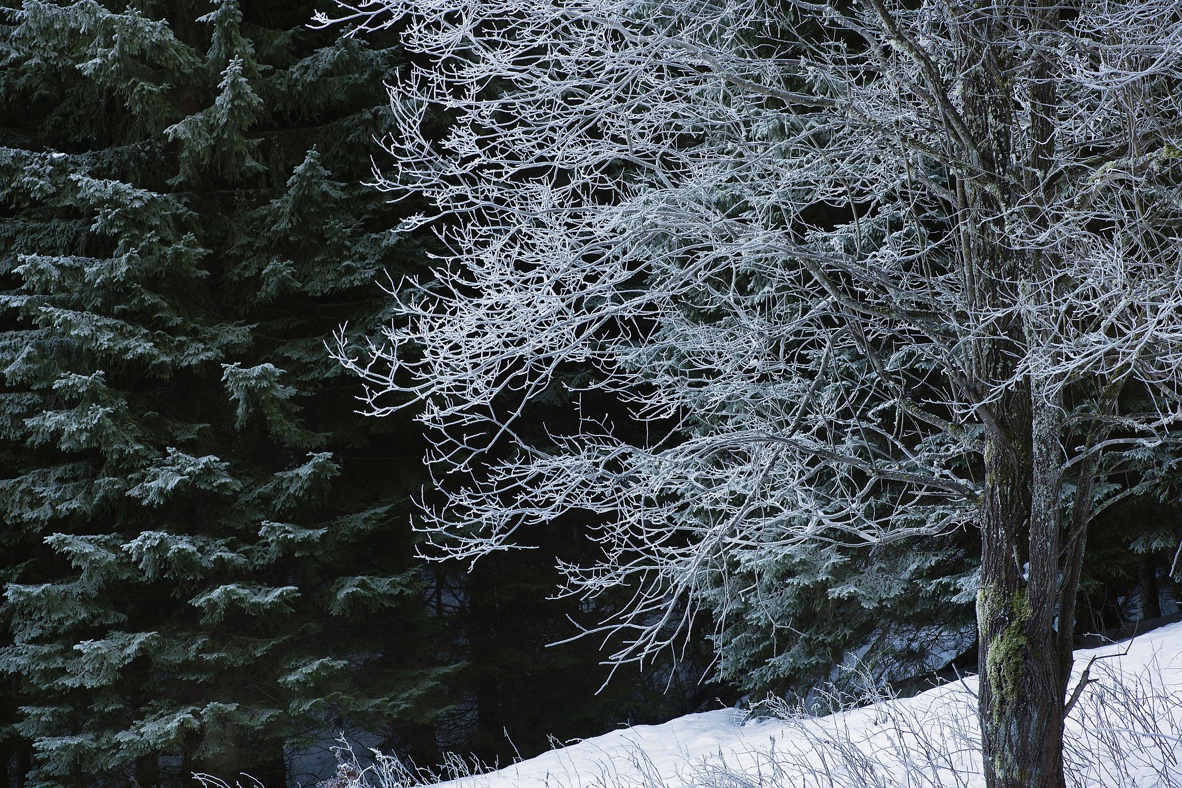 Monte Lussari. Dettaglio dal sentiero del pellegrino.