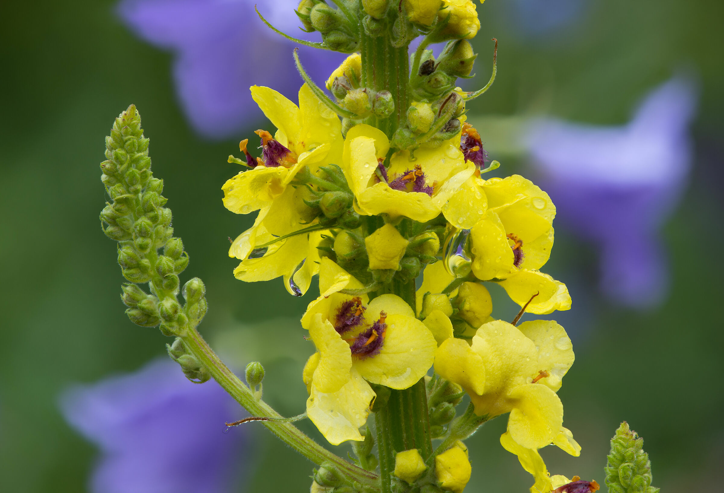 Verbascum nigrum