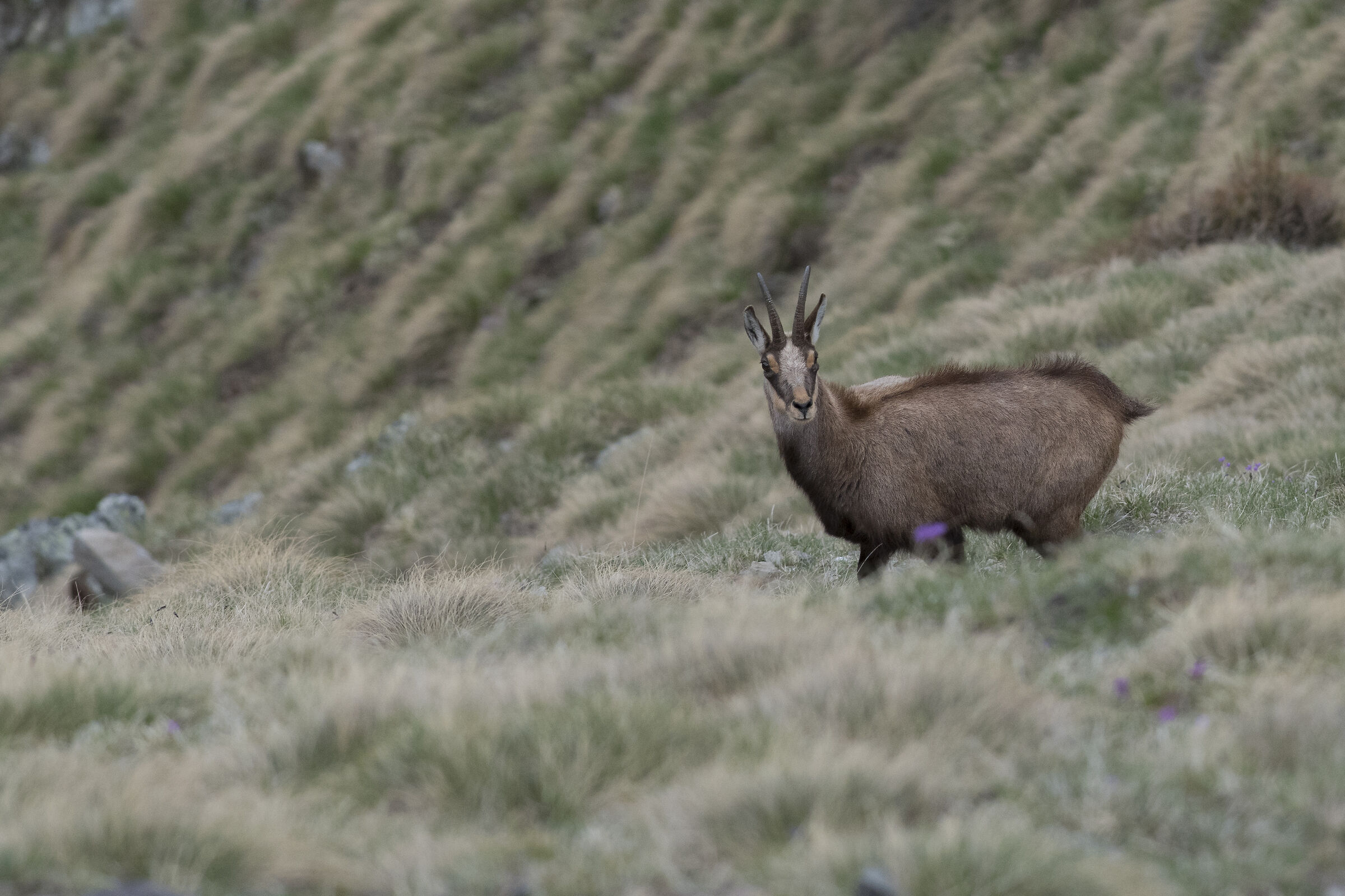 La maschera del camoscio