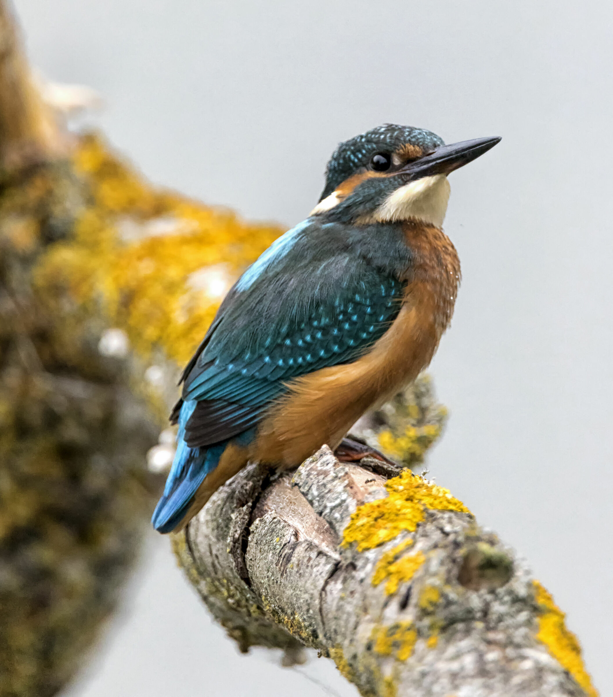 Kingfisher