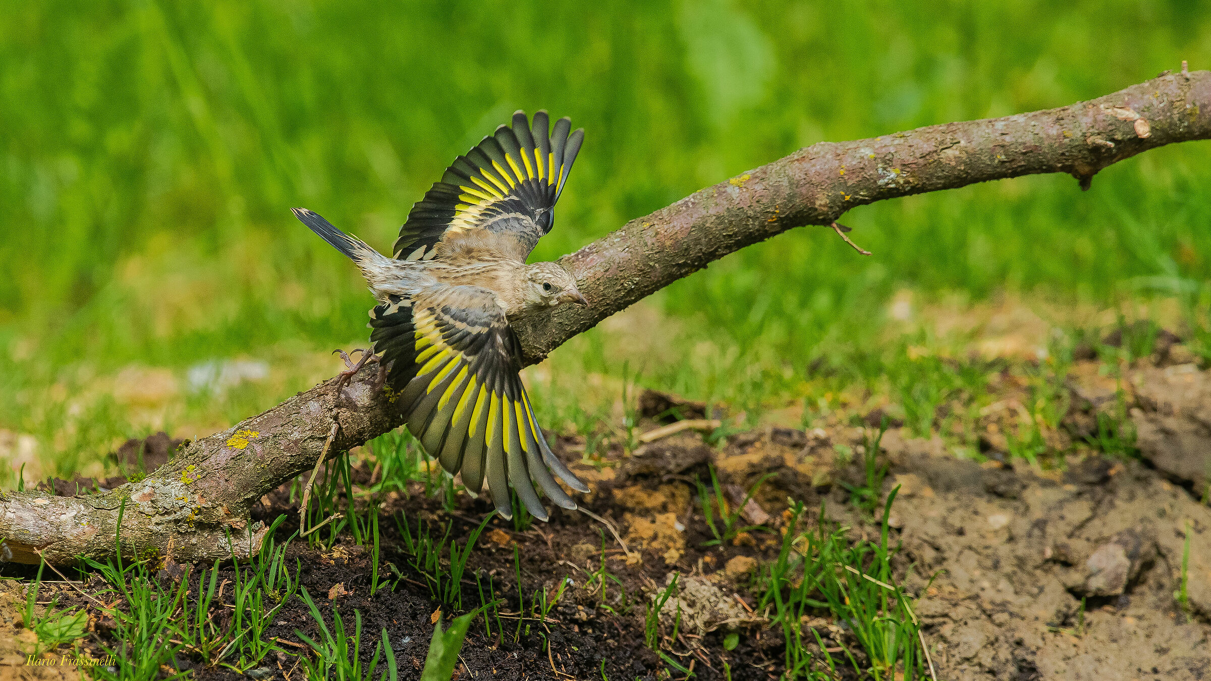 Young Goldfinch