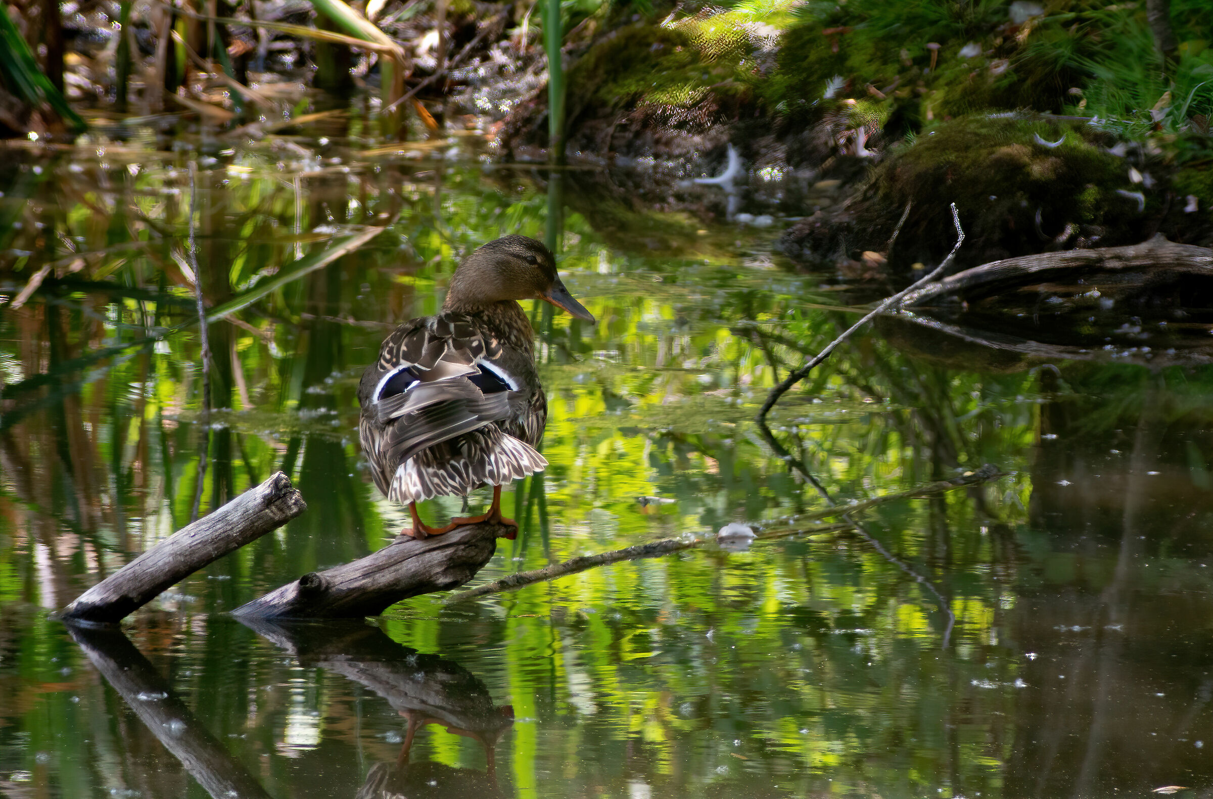 The little ones are at bedtime....