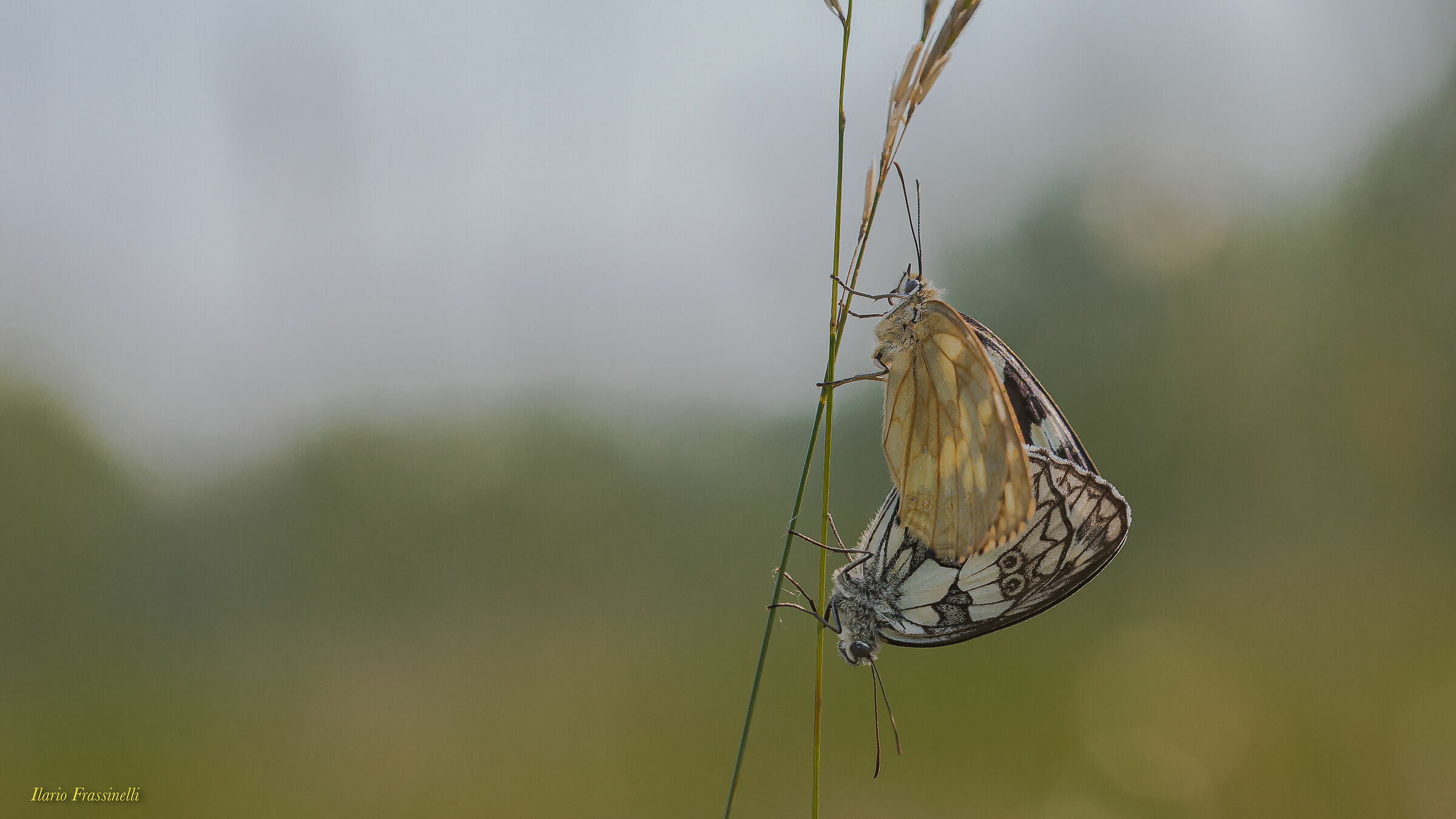 Melanargia Galathea
