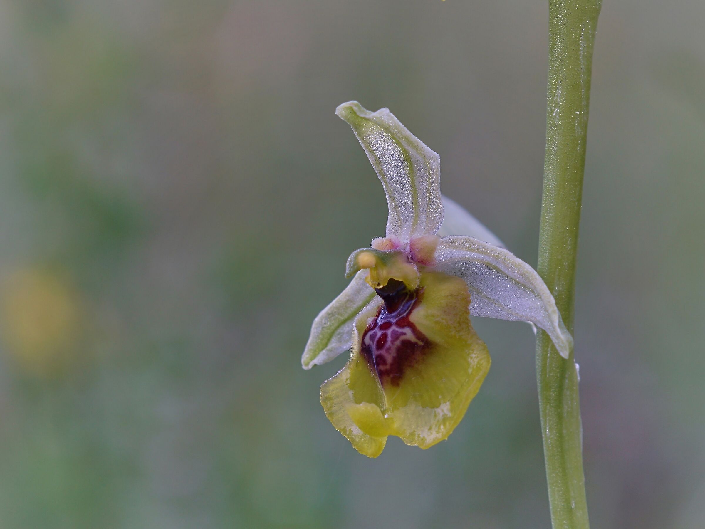 Ophrys lacaitae