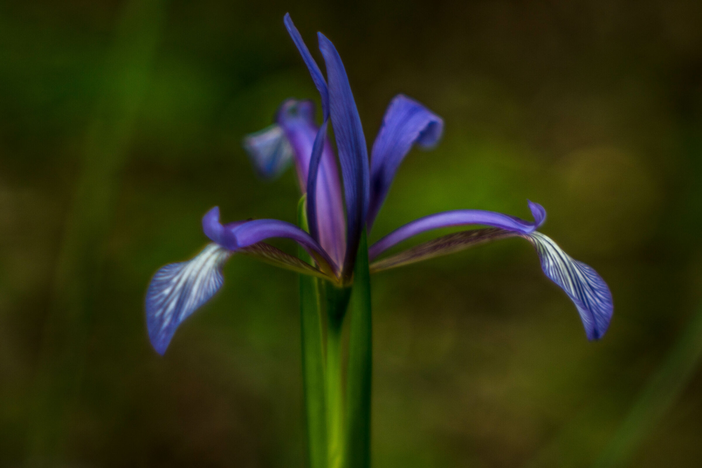Iris of Bosco