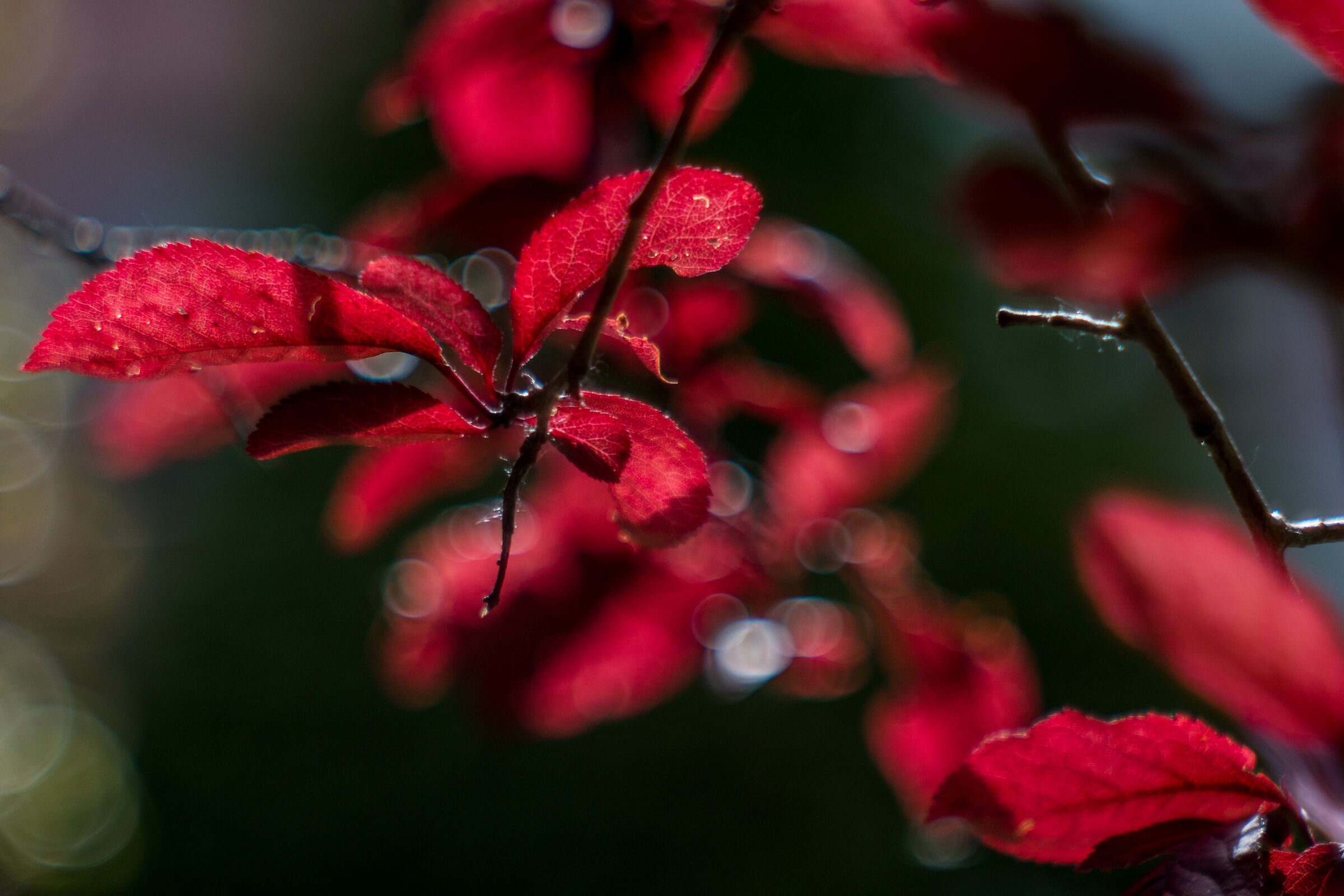 Foglia di prugna selvatica