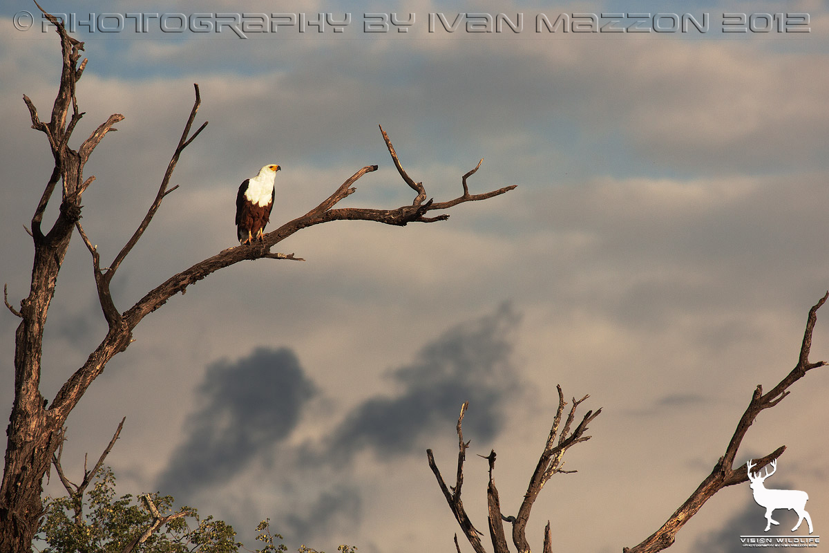 Aquila pescatrice africana