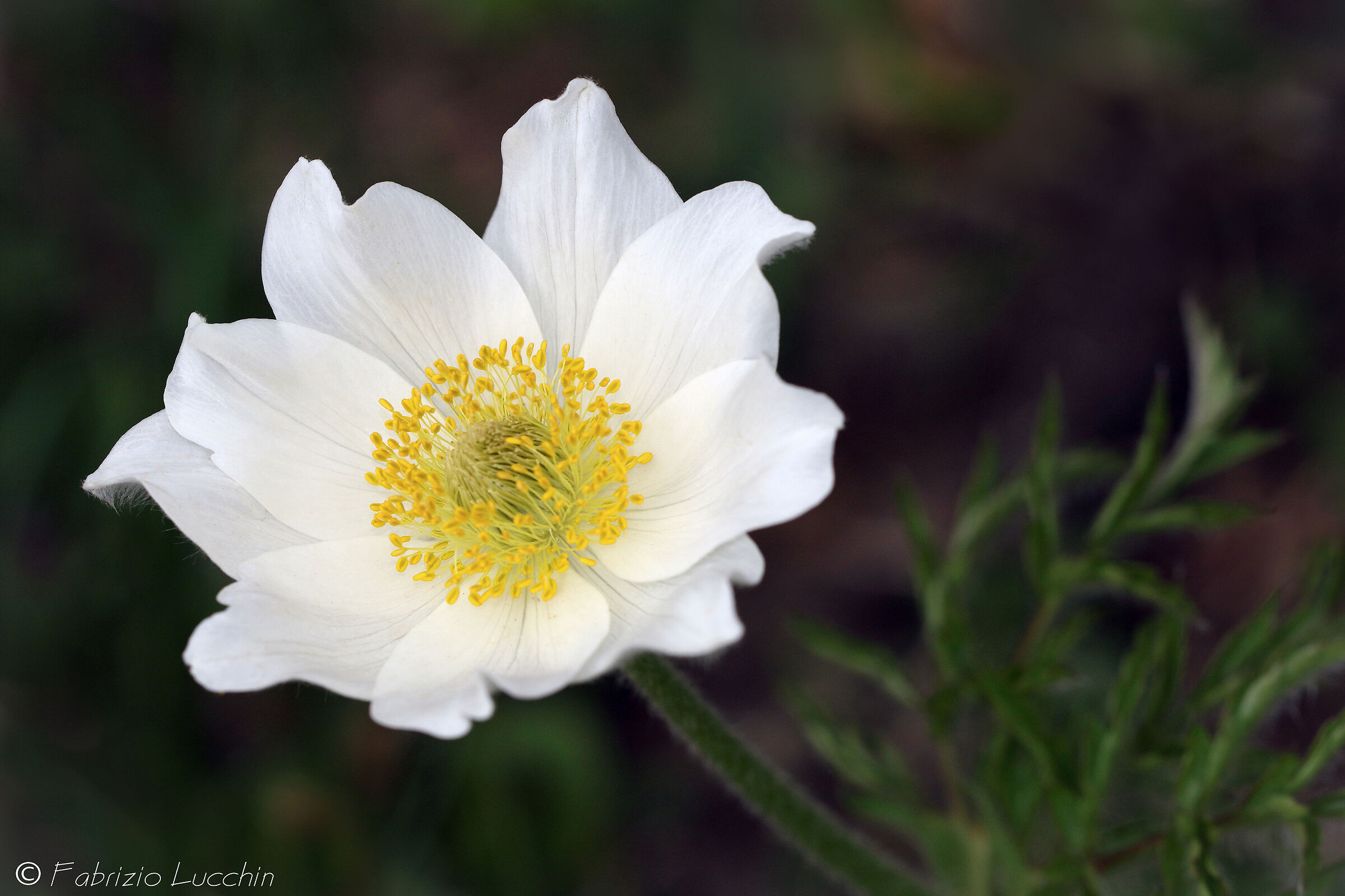 Anemone alpino