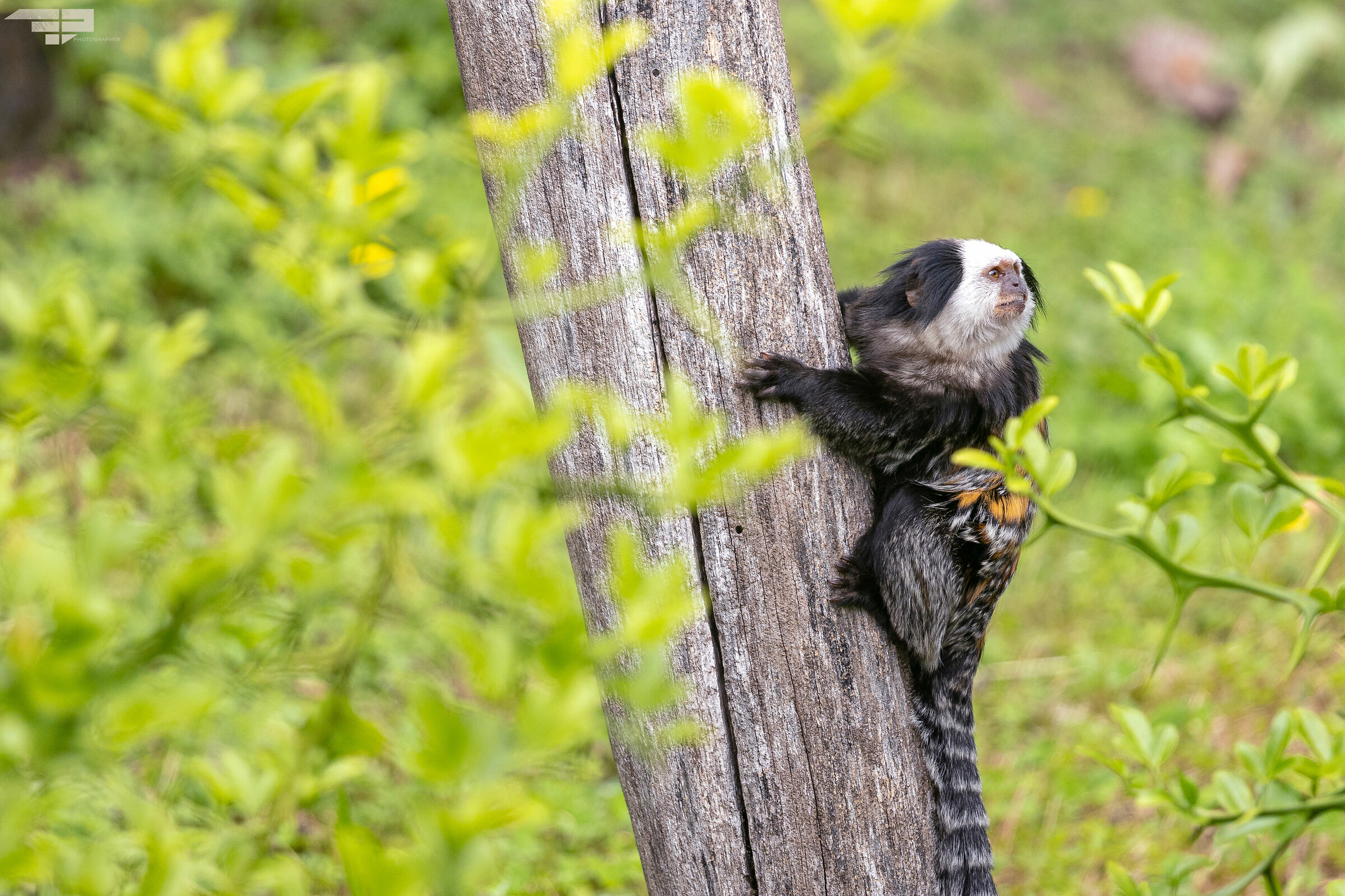 Uistitì faccia bianca