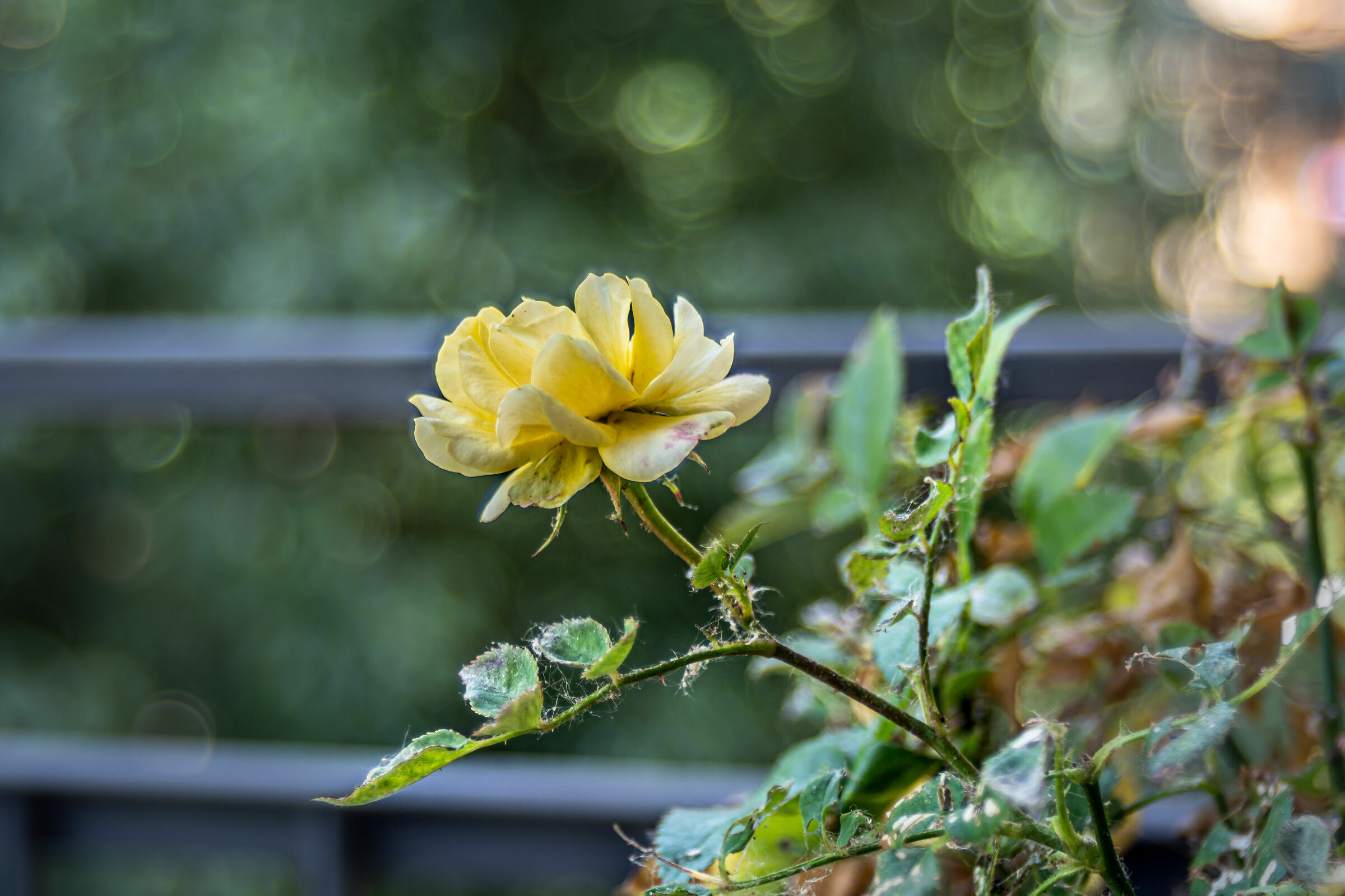 Little yellow rose with Hanimex HMC
