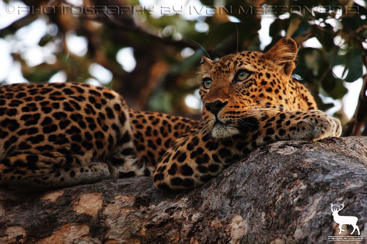 Il pensiero del leopardo