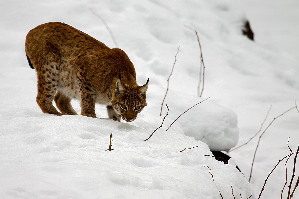 European lynx (Linx linx)