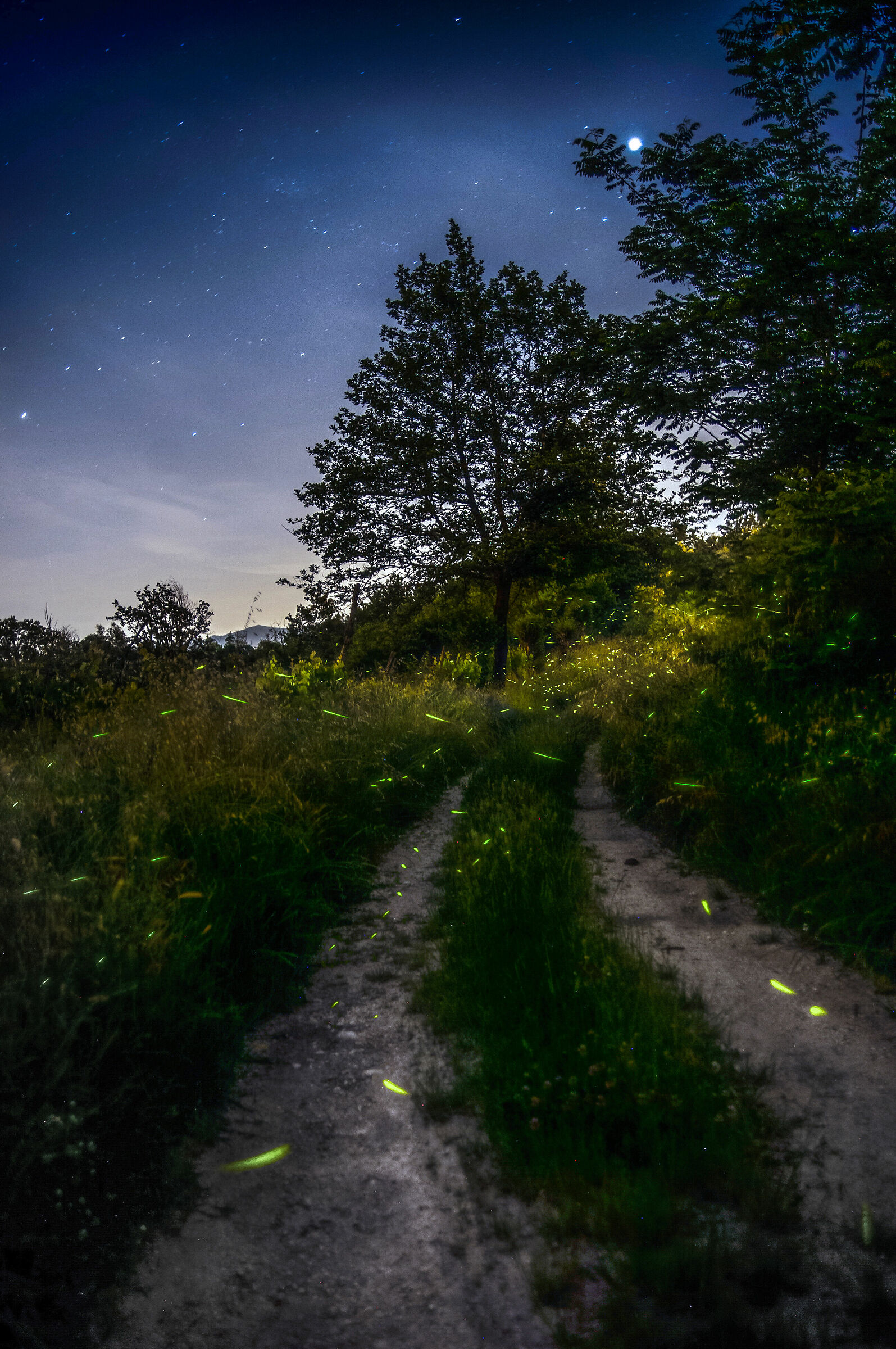 Il campo delle lucciole