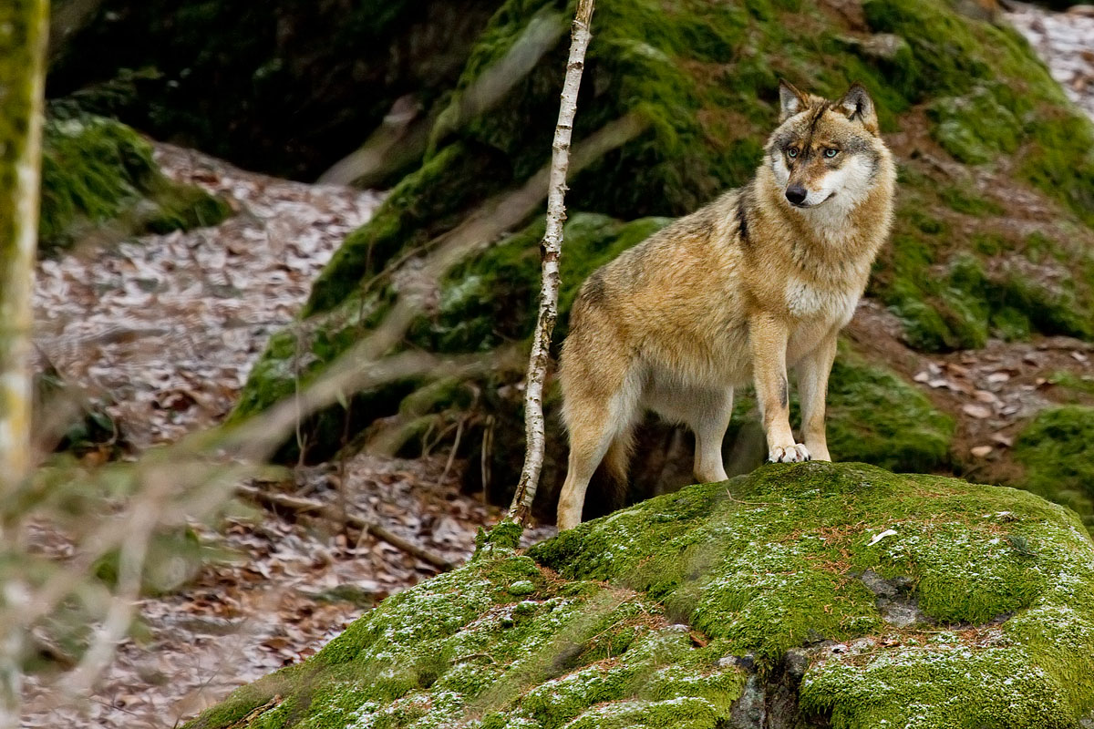 European wolf (Canis lupus lupus)