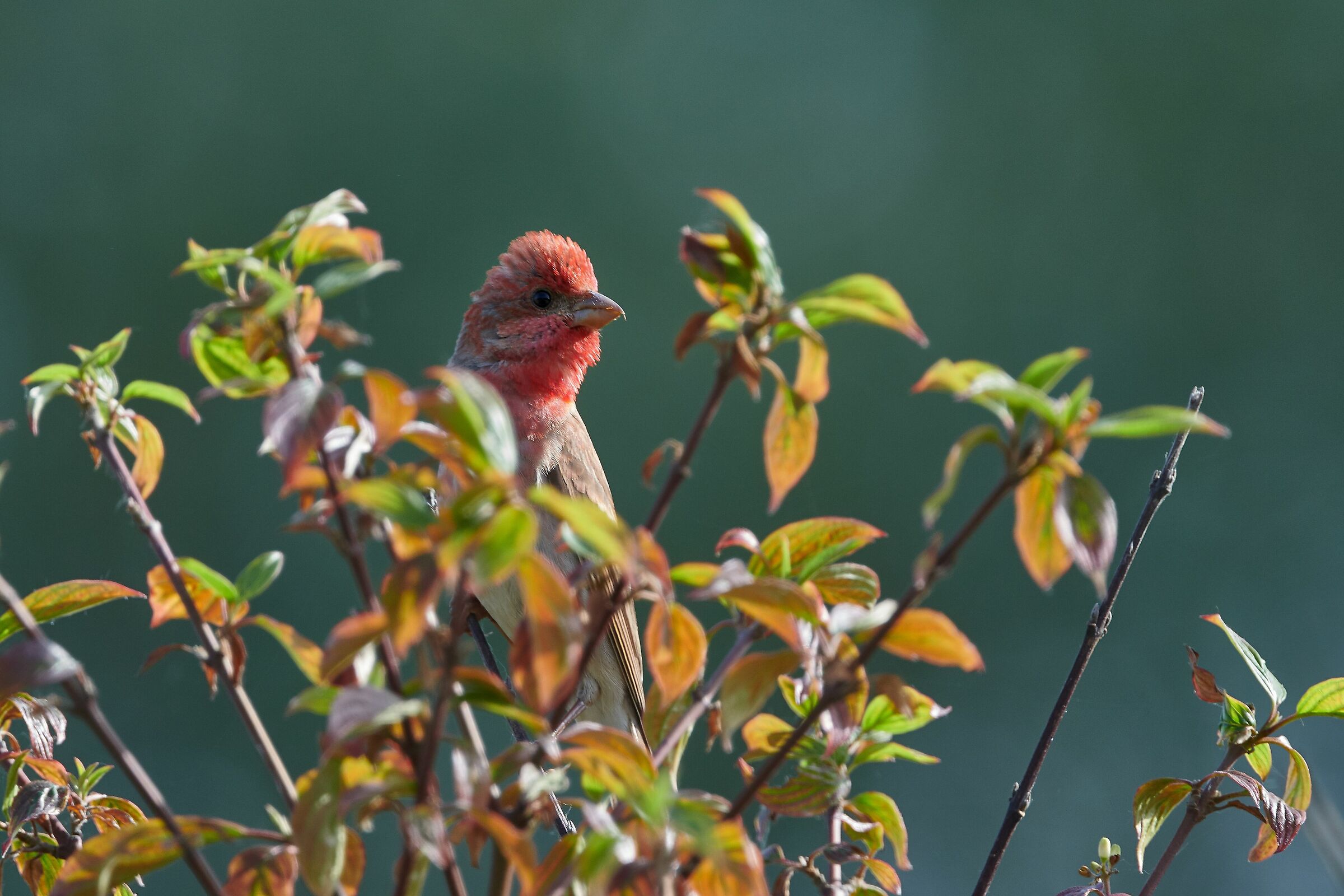 Ciuffolotto scarlatto