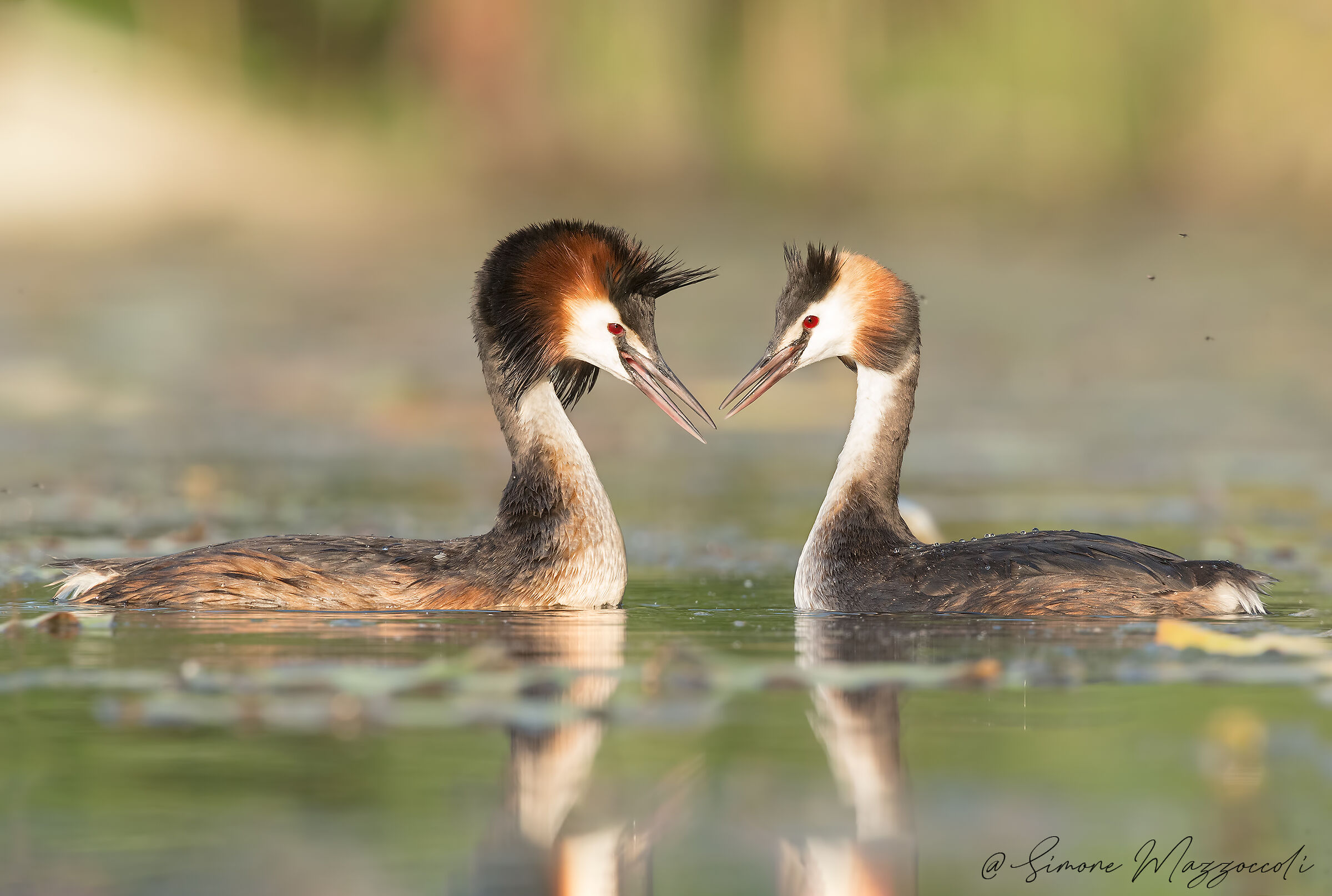 The couple - La coppia