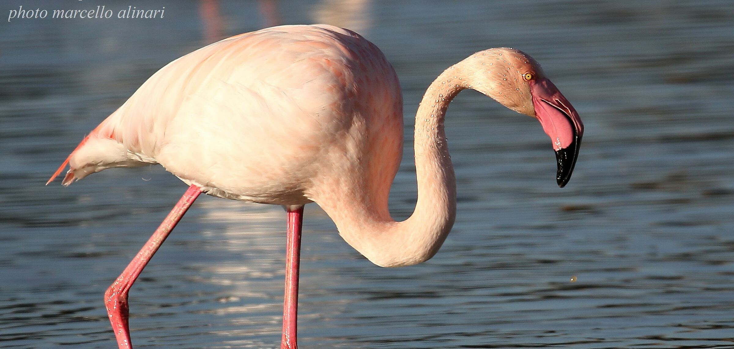 un bellissimo fenicottero rosa adulto