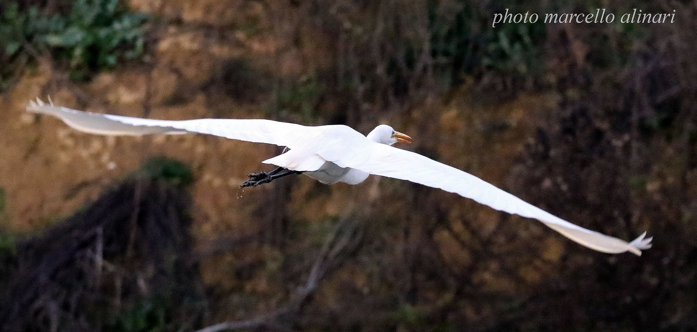 airone bianco maggiore