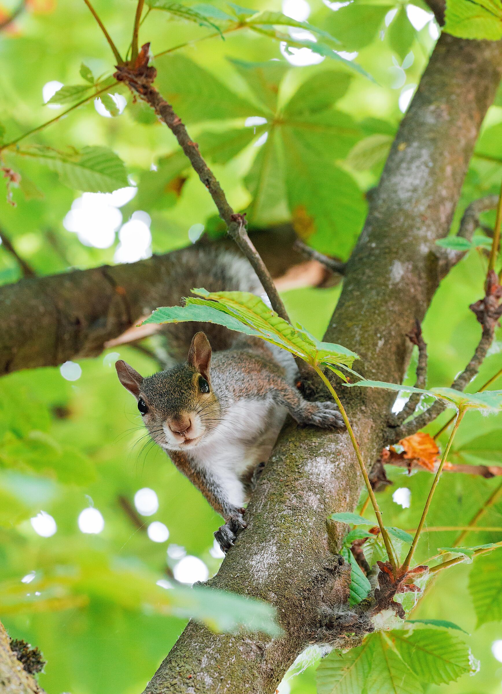 Sciurus Carolinensis