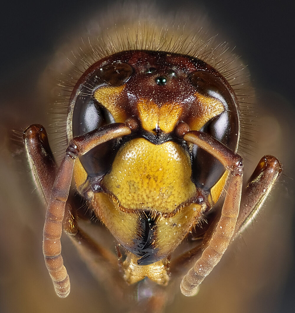 Vespa crabro