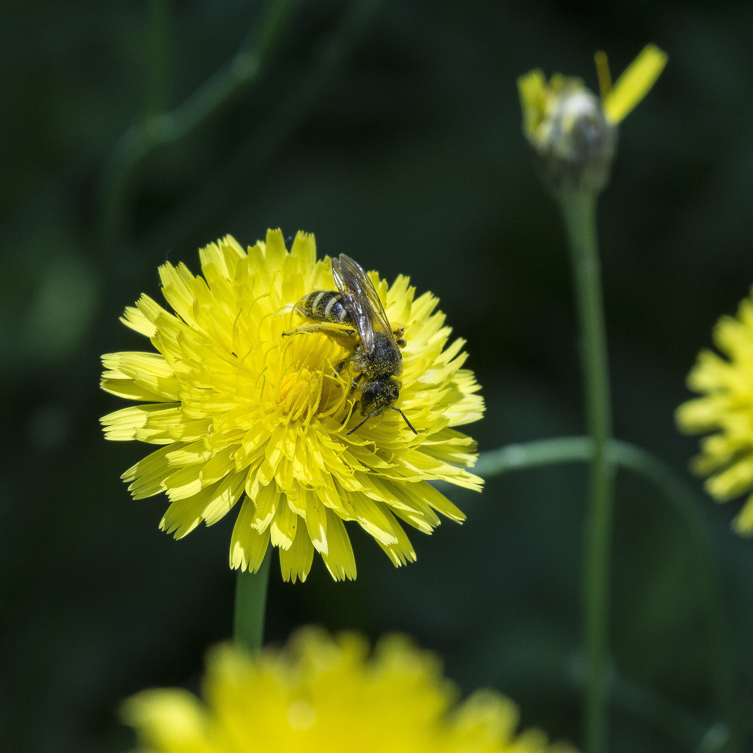 Tarassaco o Dente di Leone - 2