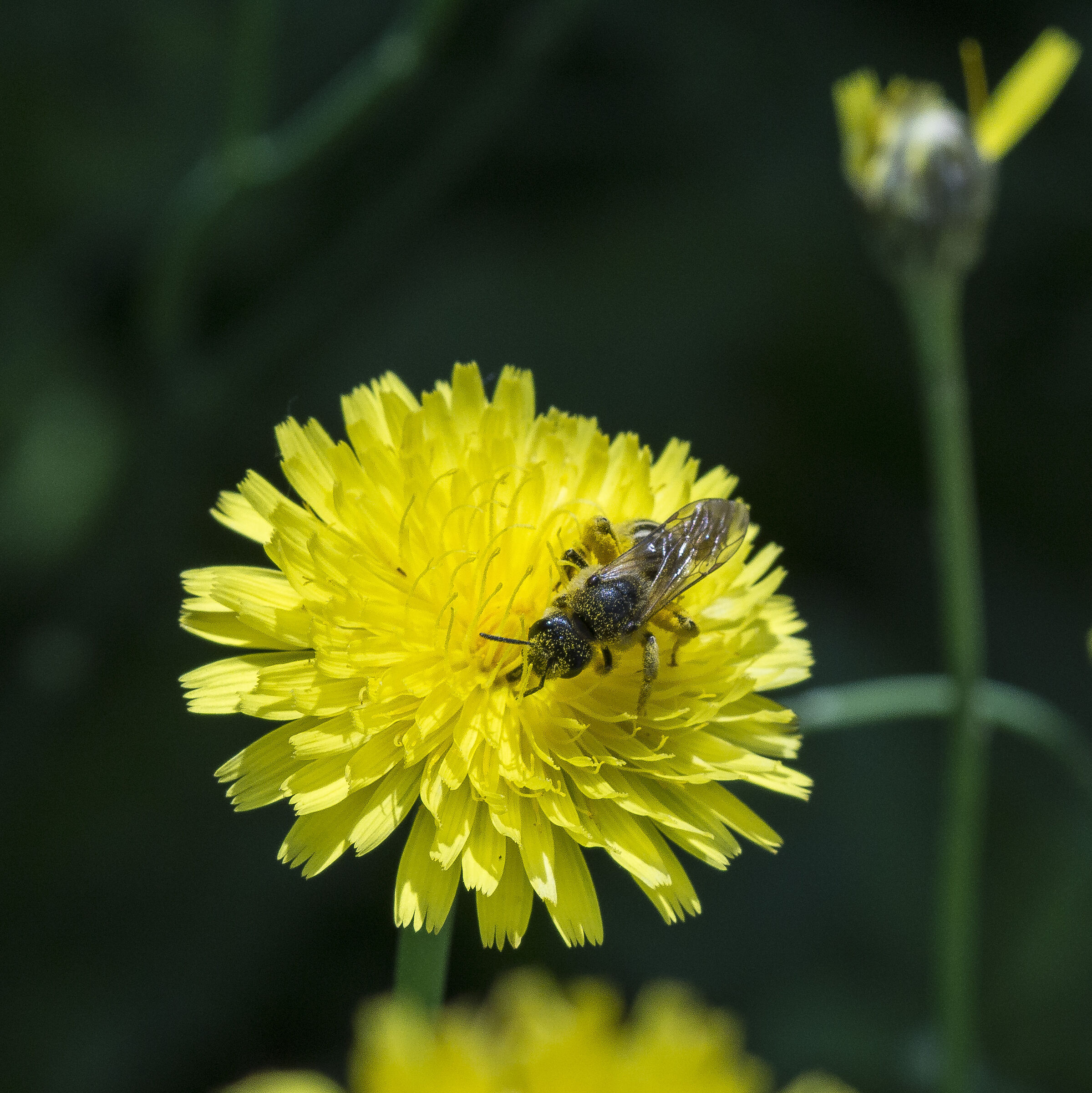 Tarassaco o Dente di Leone - 4