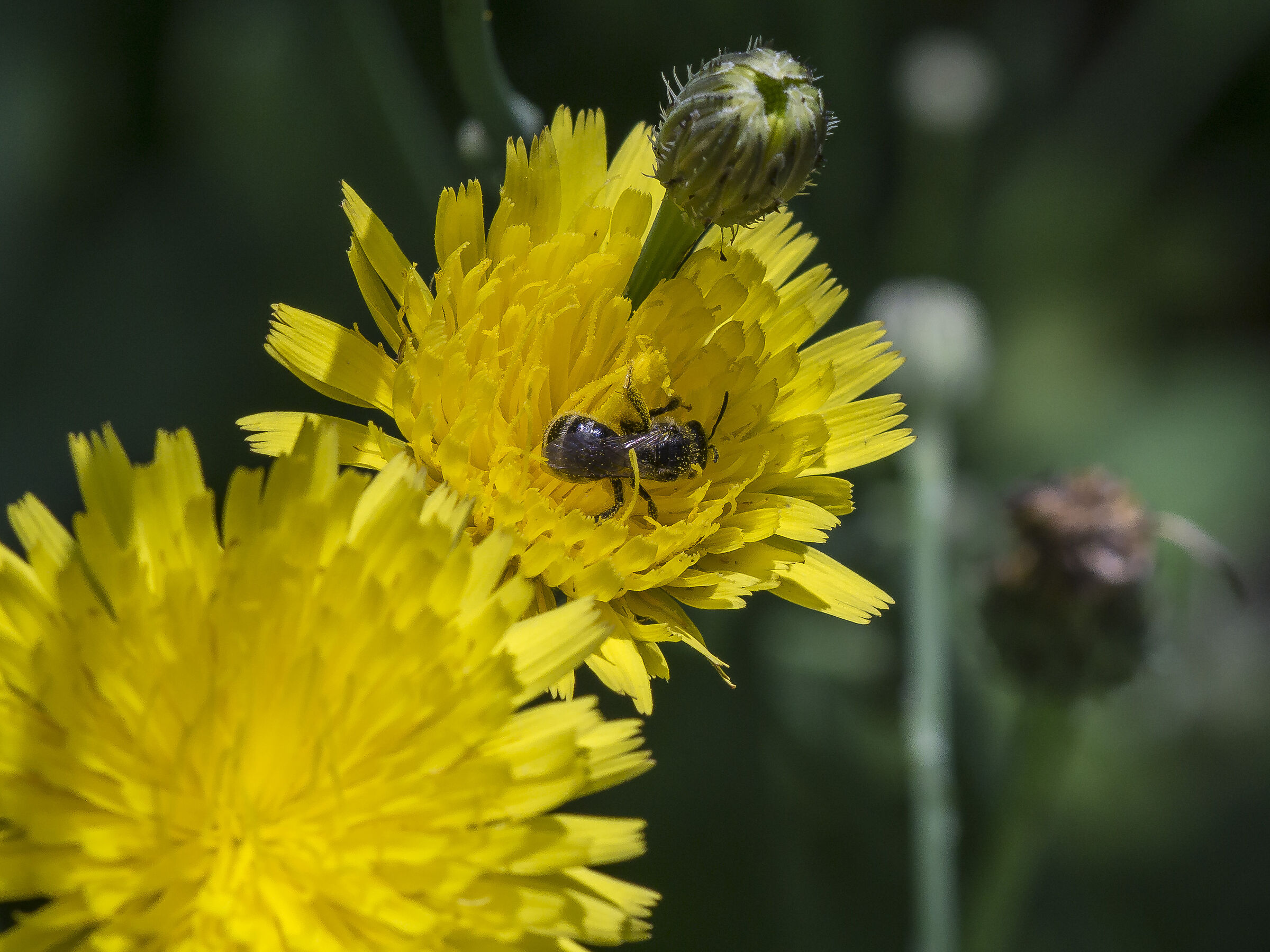 Tarassaco o Dente di Leone - 5