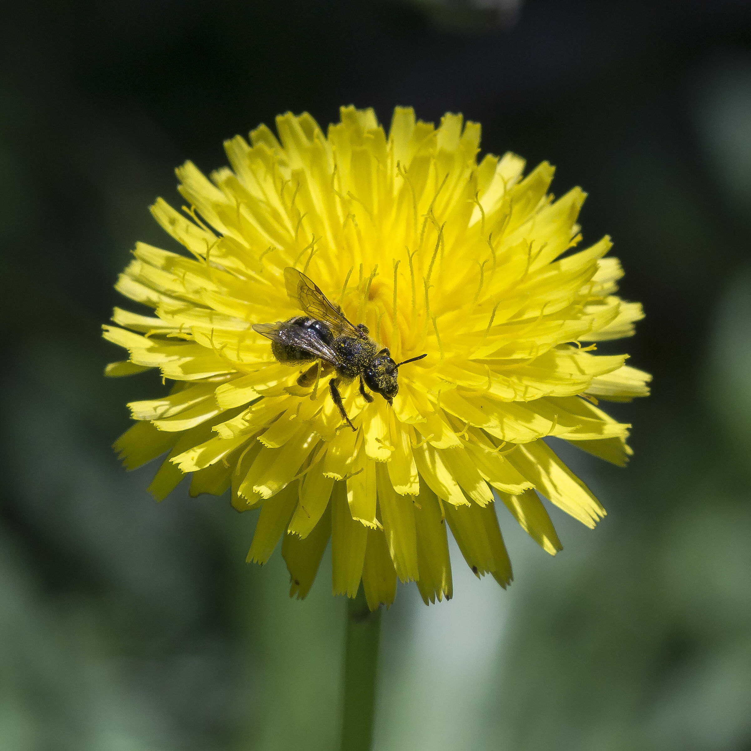 Tarassaco o Dente di Leone - 7