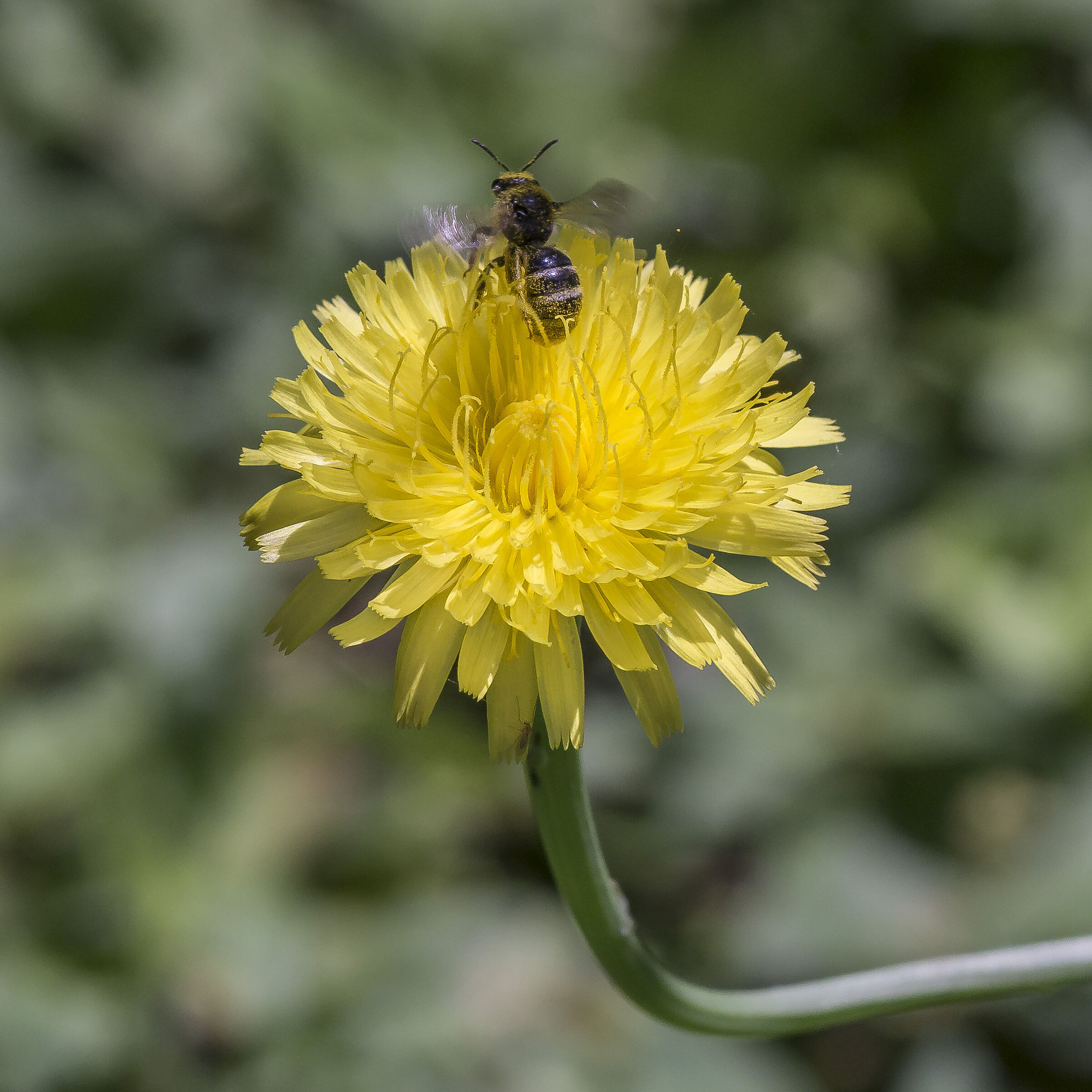 Tarassaco o Dente di Leone - 11