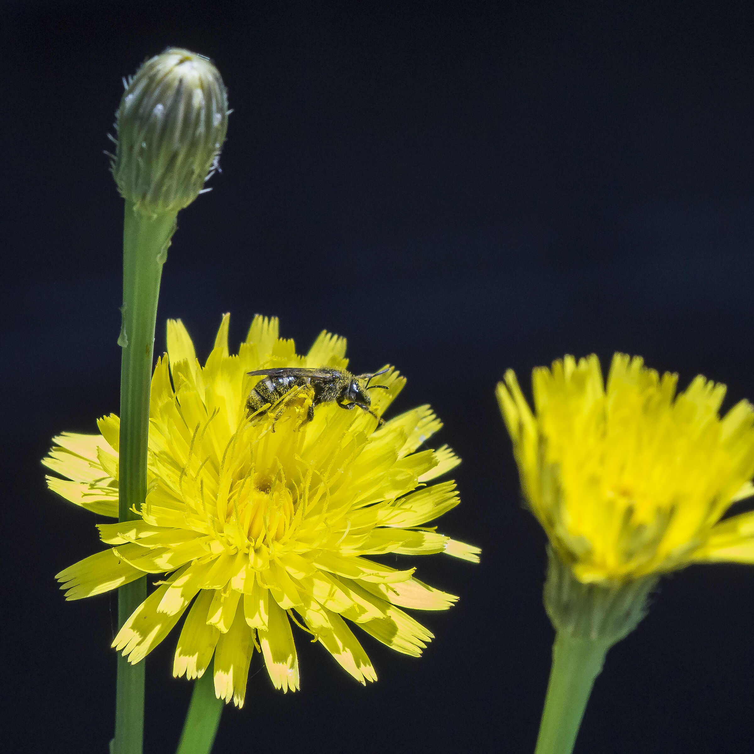 Tarassaco o Dente di Leone - 12