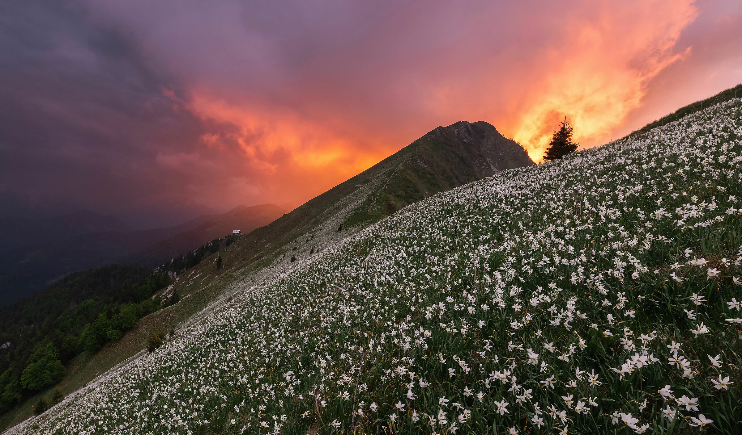 Campo infinito di fiori di Narciso