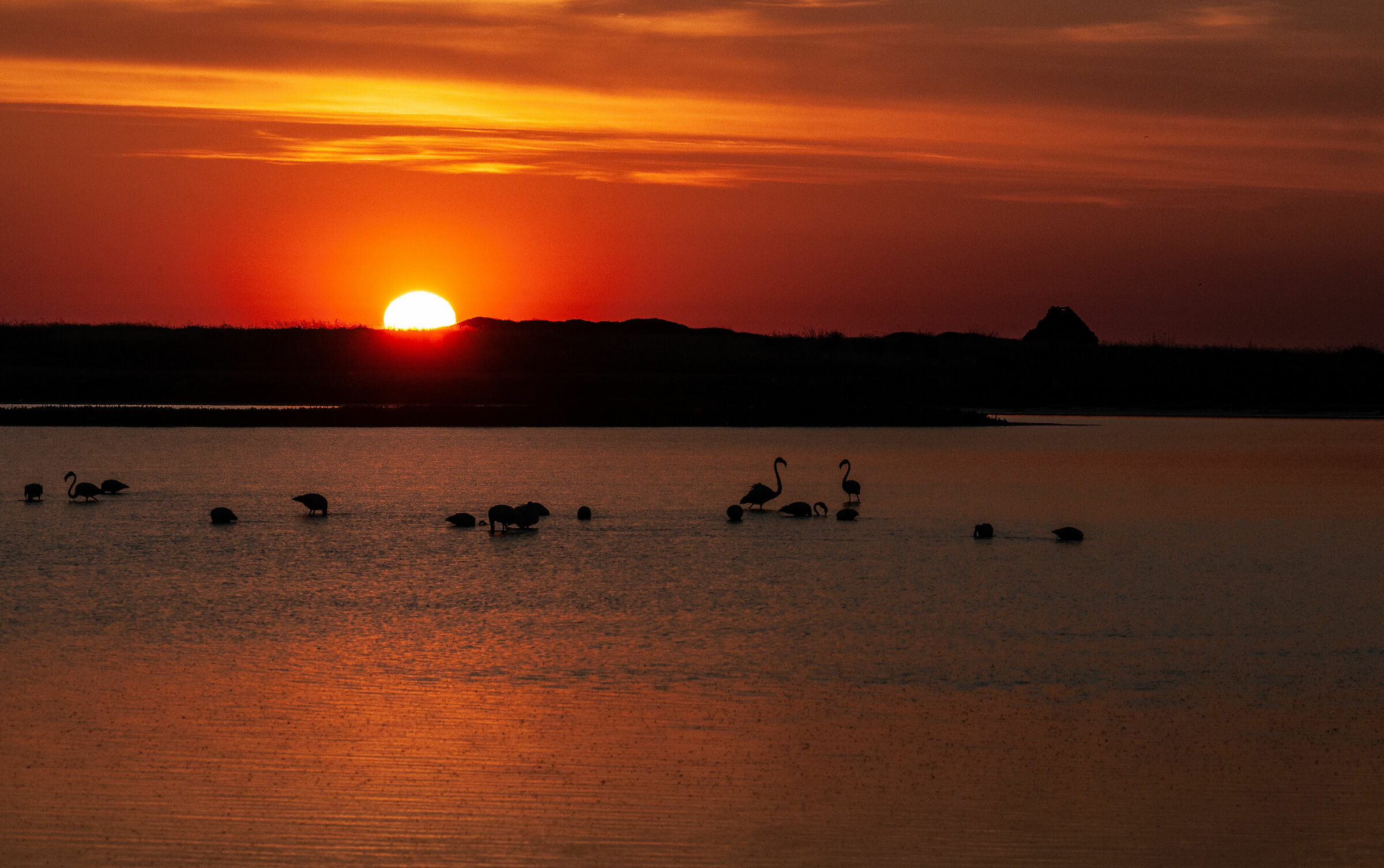 Flamingos at sunset
