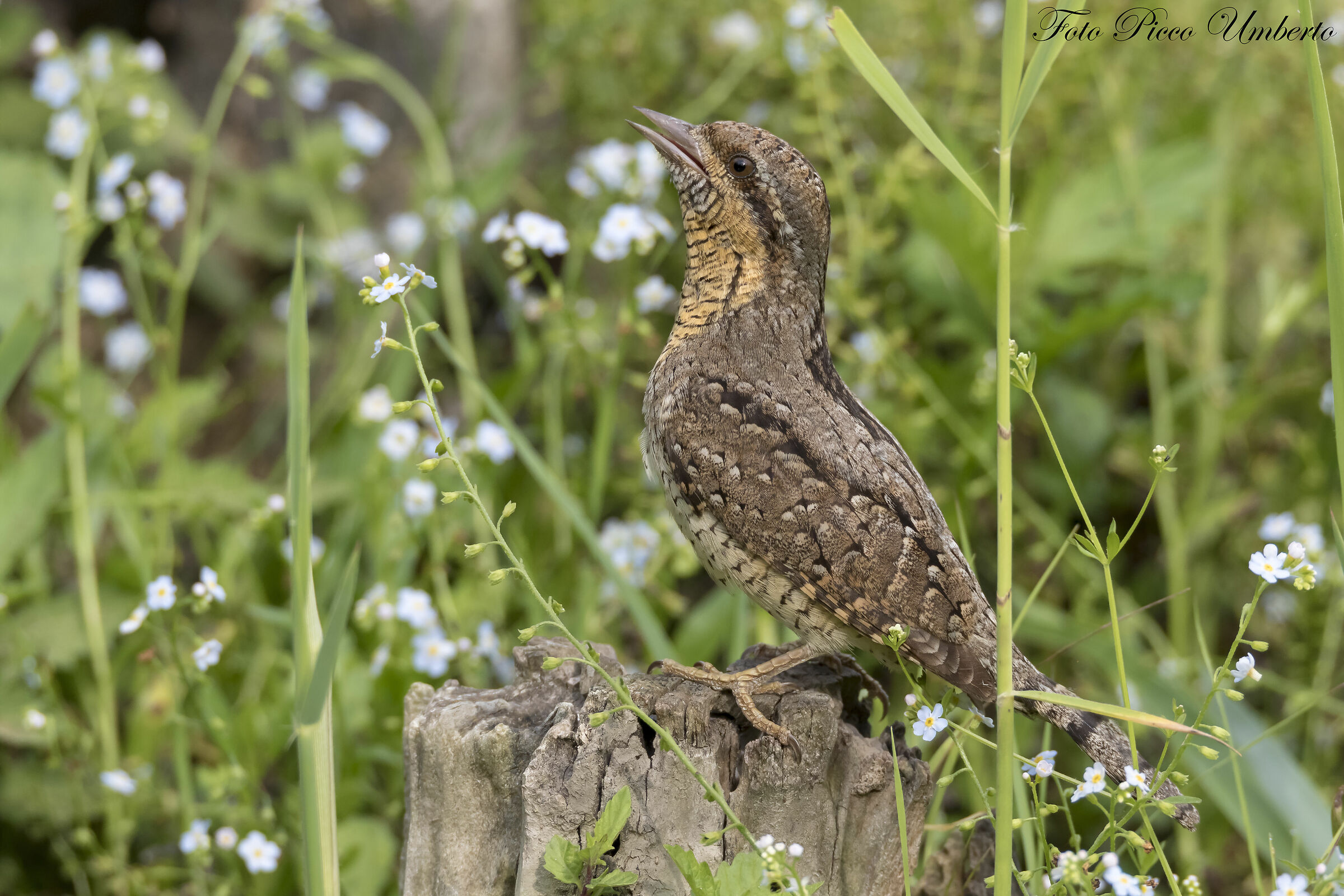 torcicollo tra i fiori