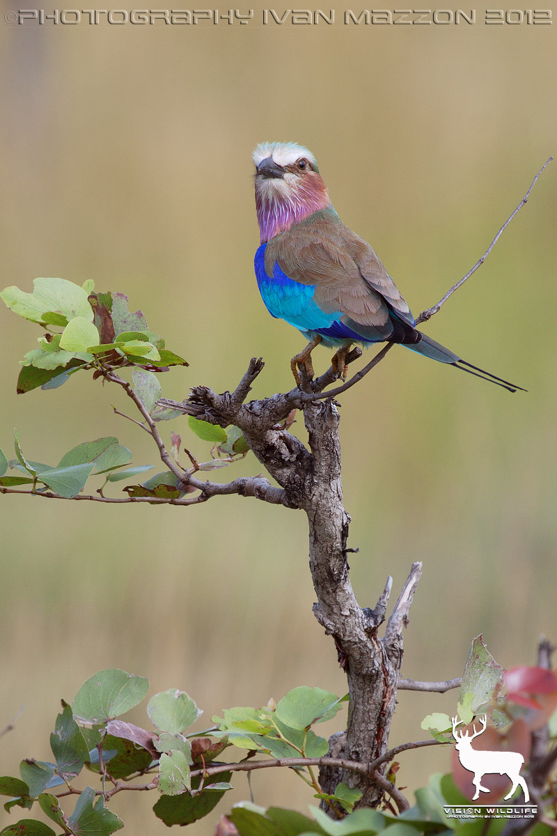 Ghiandaia marina petto lilla