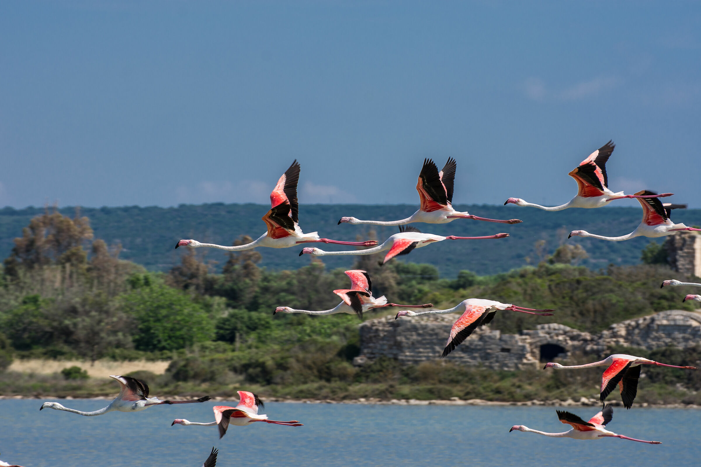 Fenicotteri rosa in salina
