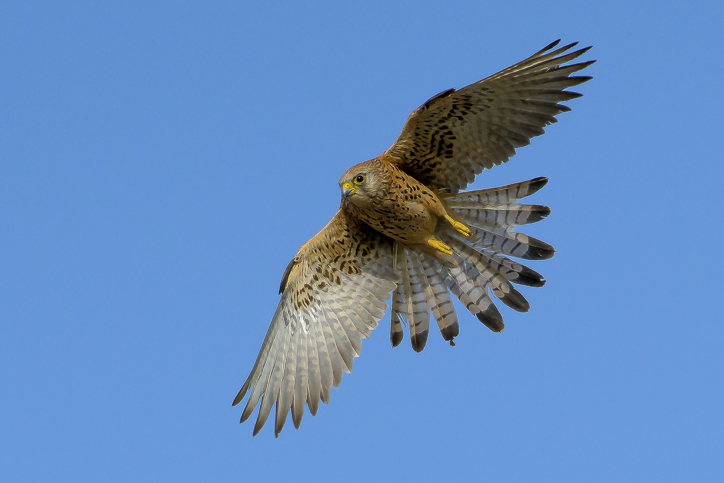 Grillaio (Falco naumanni)
