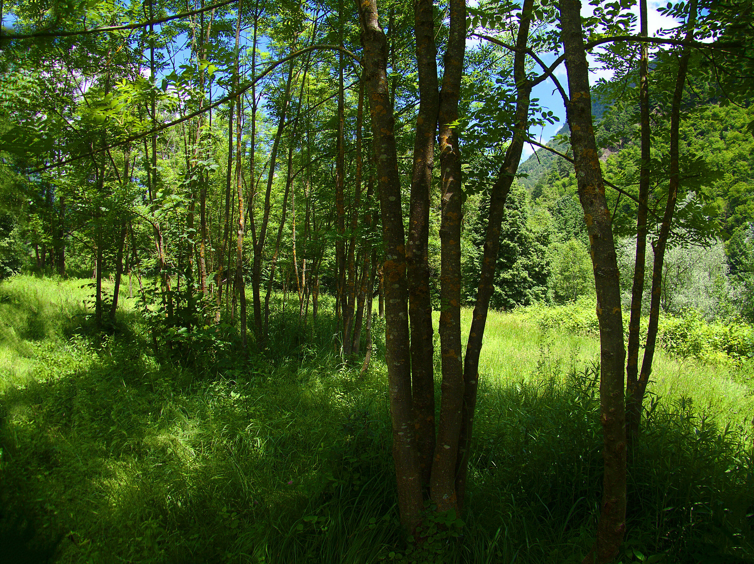 Boschetto di Frassini