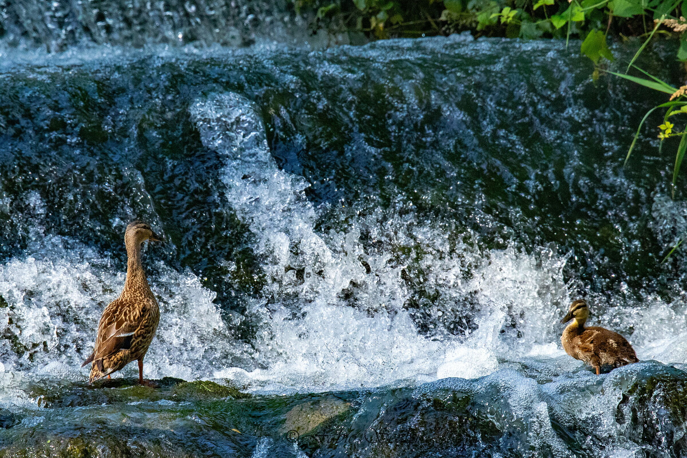 Mallard with Offspring