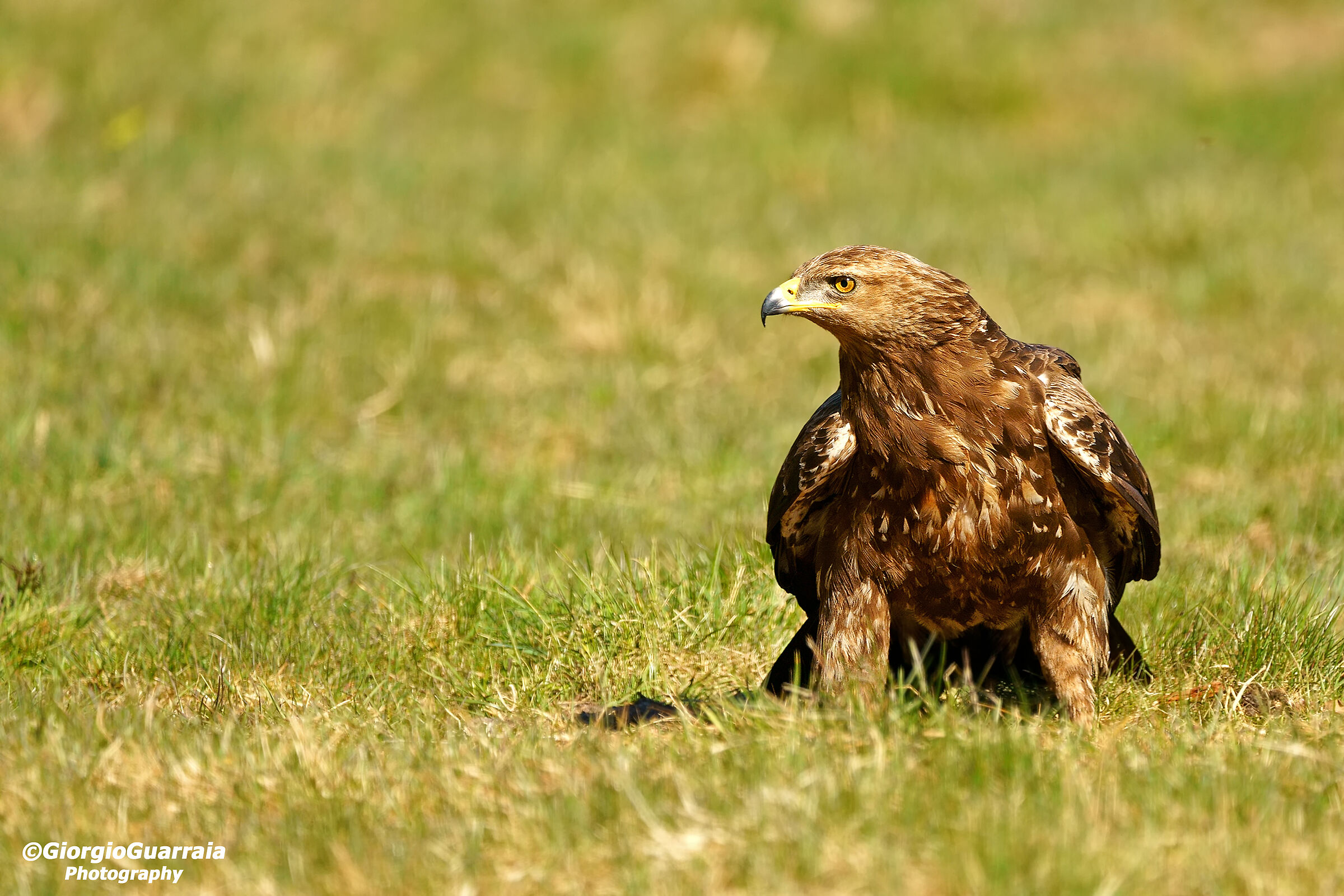 Lesser Spotted Eagle